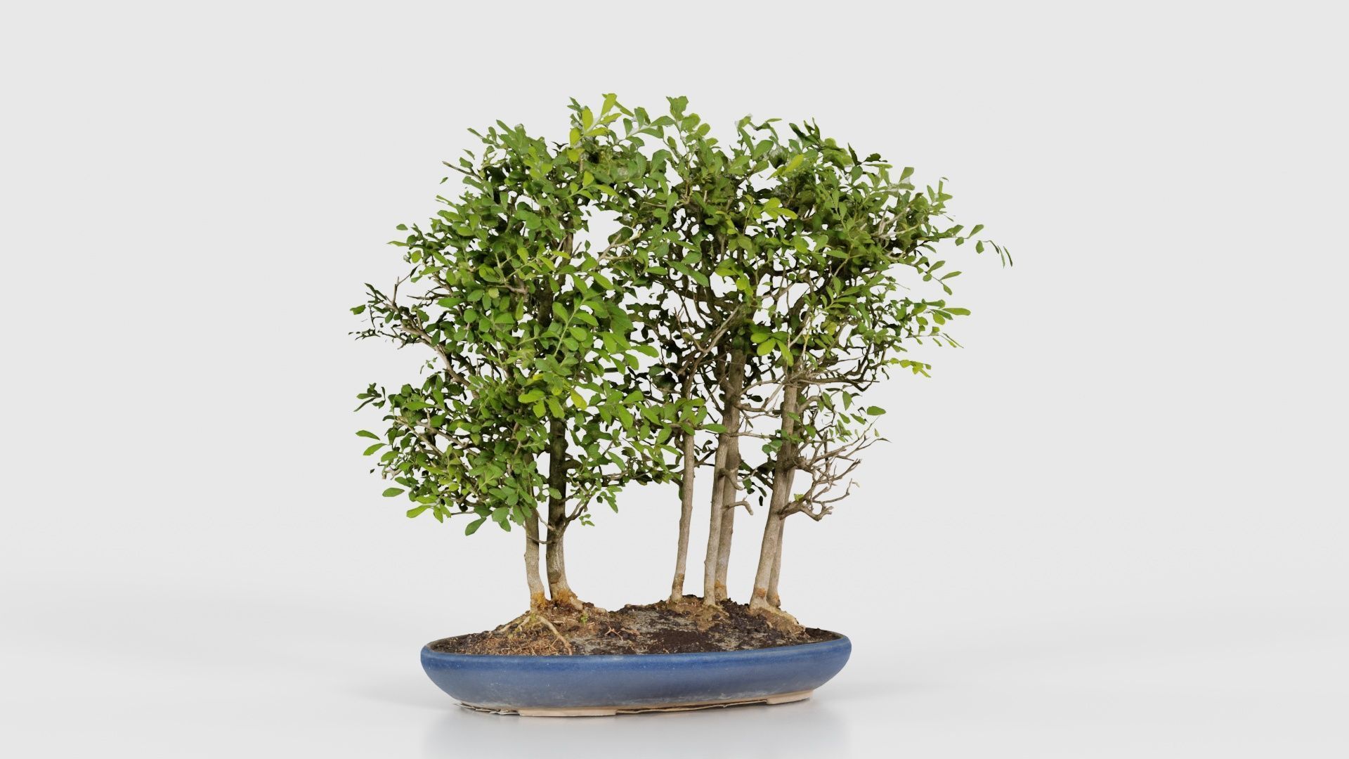 Chines Elm Bonsai Forest Low-poly 3D model_16