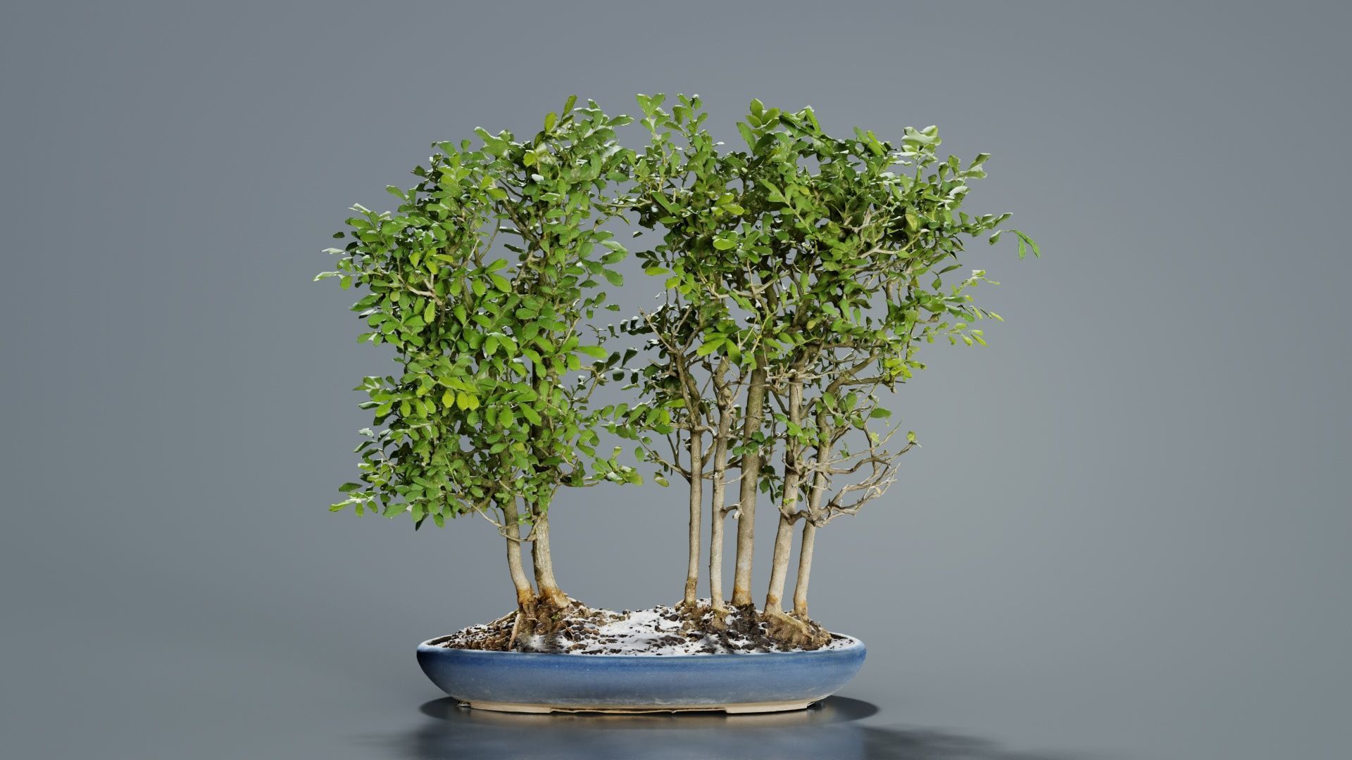 Chines Elm Bonsai Forest Low-poly 3D model_4