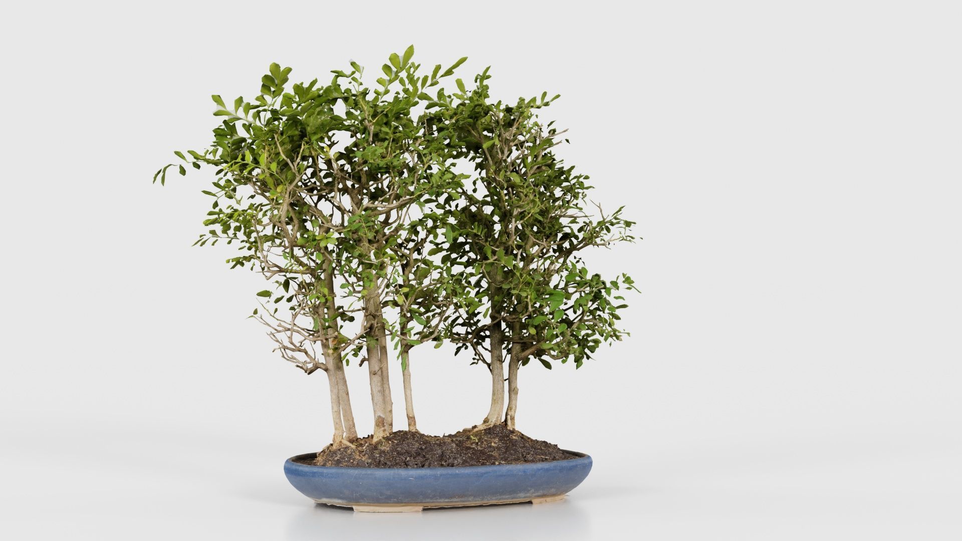 Chines Elm Bonsai Forest Low-poly 3D model_22