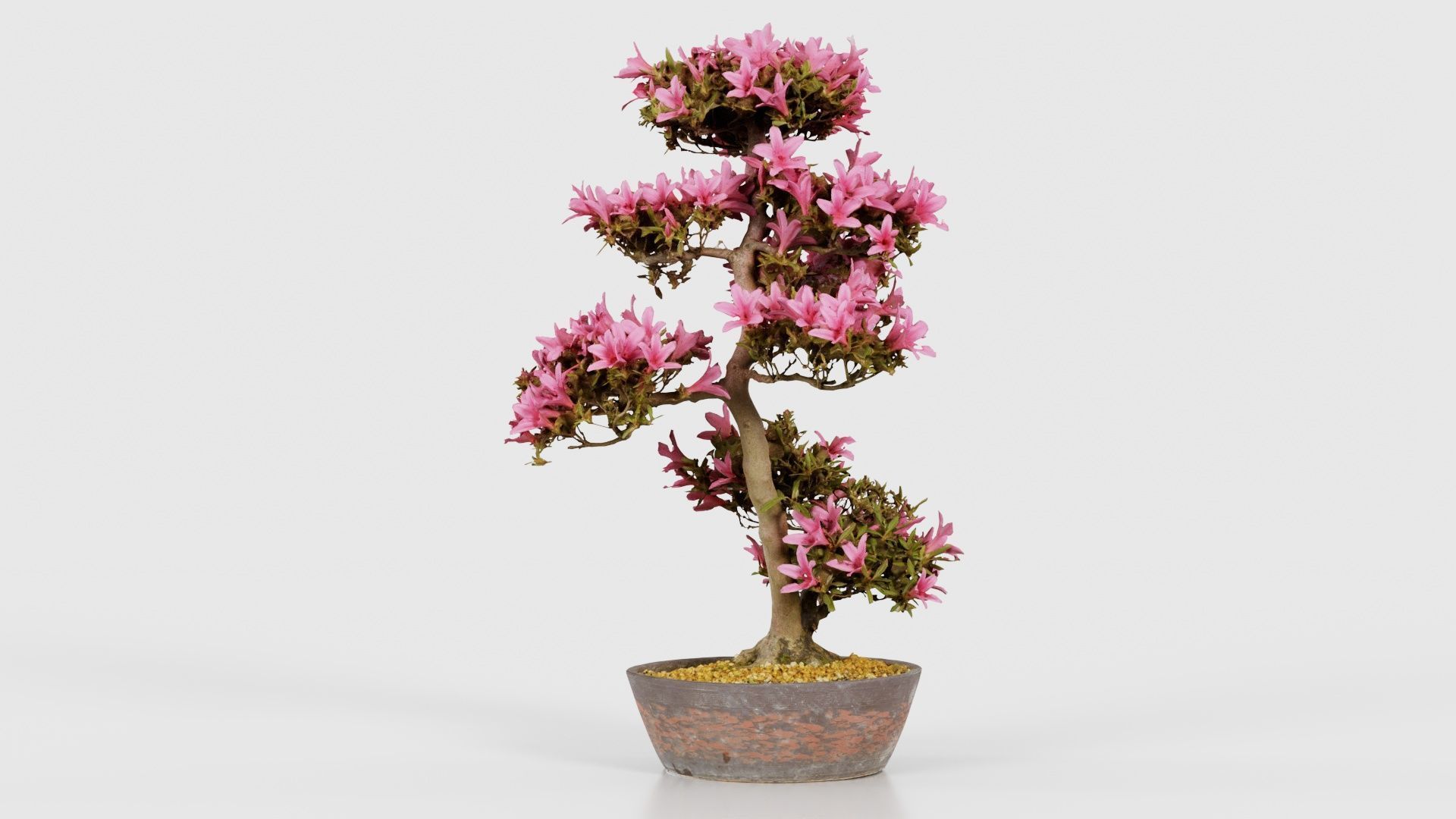 Satsuki Azalea Large Cluster Red Rhododendron Indicum Bonsai ... Low-poly 3D model_18