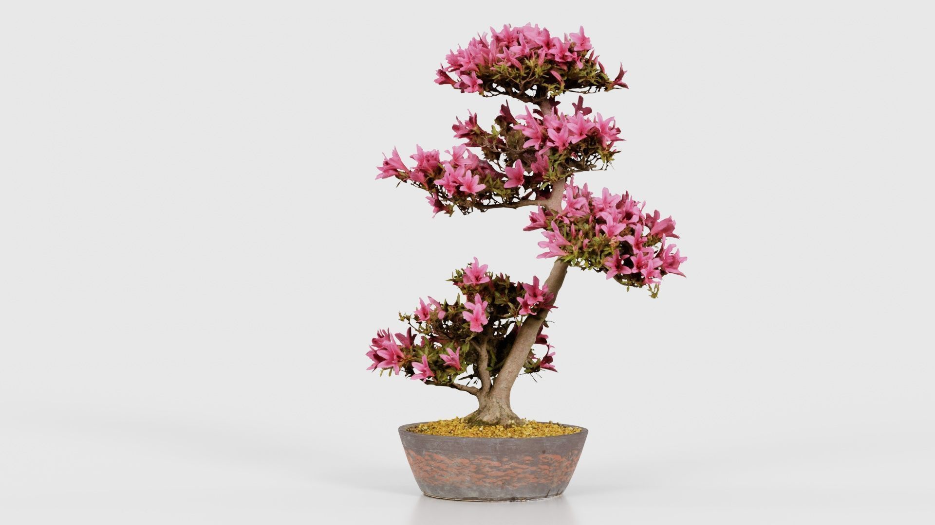 Satsuki Azalea Large Cluster Red Rhododendron Indicum Bonsai ... Low-poly 3D model_22