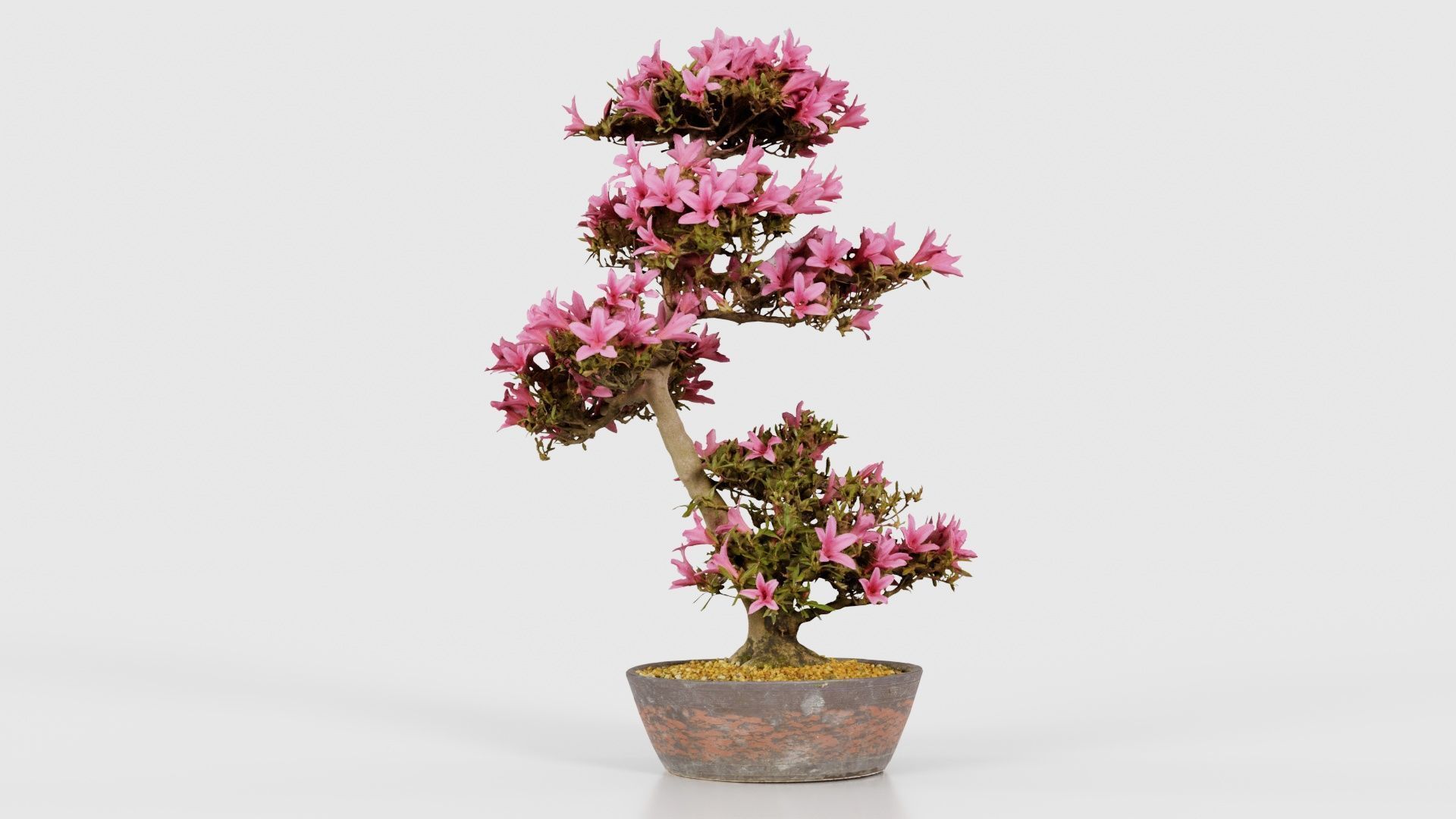 Satsuki Azalea Large Cluster Red Rhododendron Indicum Bonsai ... Low-poly 3D model_16