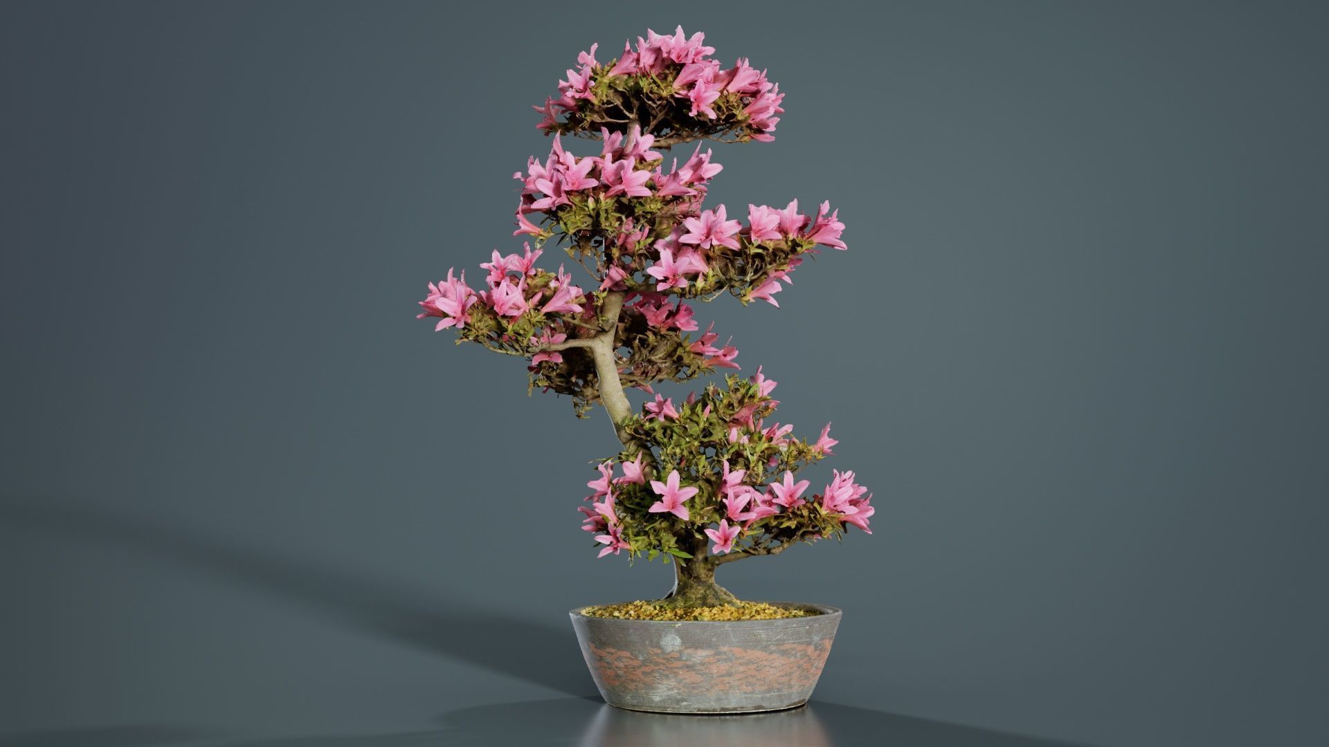 Satsuki Azalea Large Cluster Red Rhododendron Indicum Bonsai ... Low-poly 3D model_3