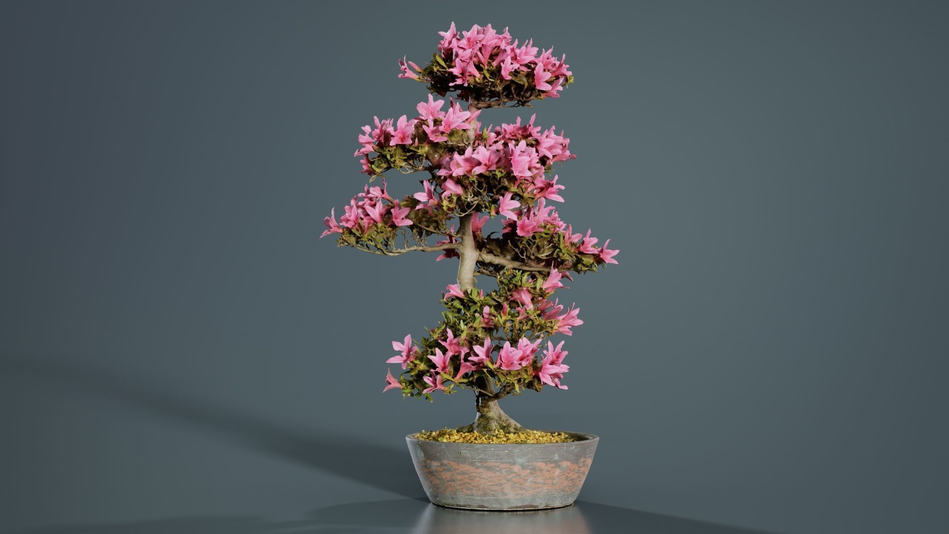 Satsuki Azalea Large Cluster Red Rhododendron Indicum Bonsai ... Low-poly 3D model_8