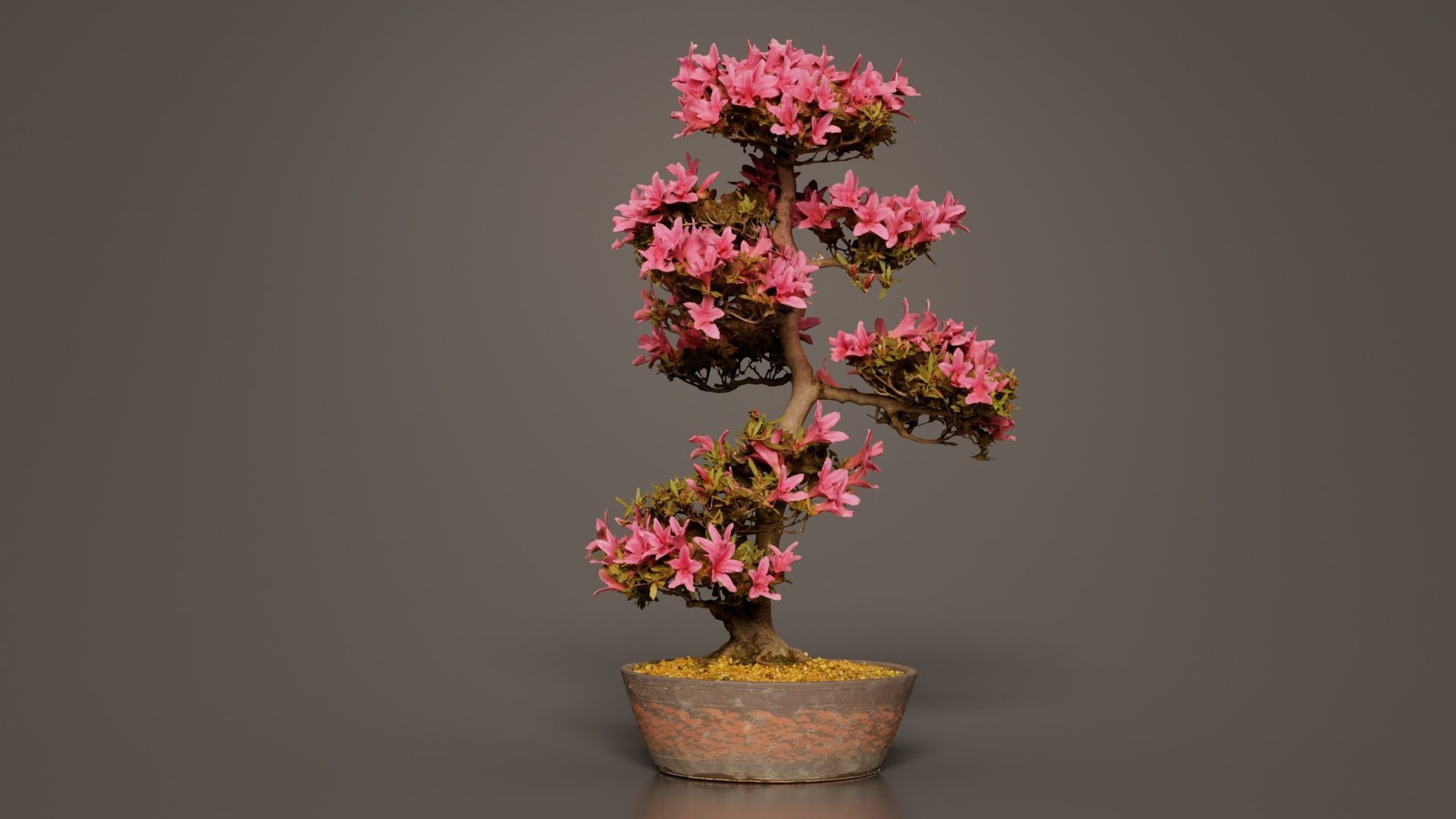 Satsuki Azalea Large Cluster Red Rhododendron Indicum Bonsai ... Low-poly 3D model_6
