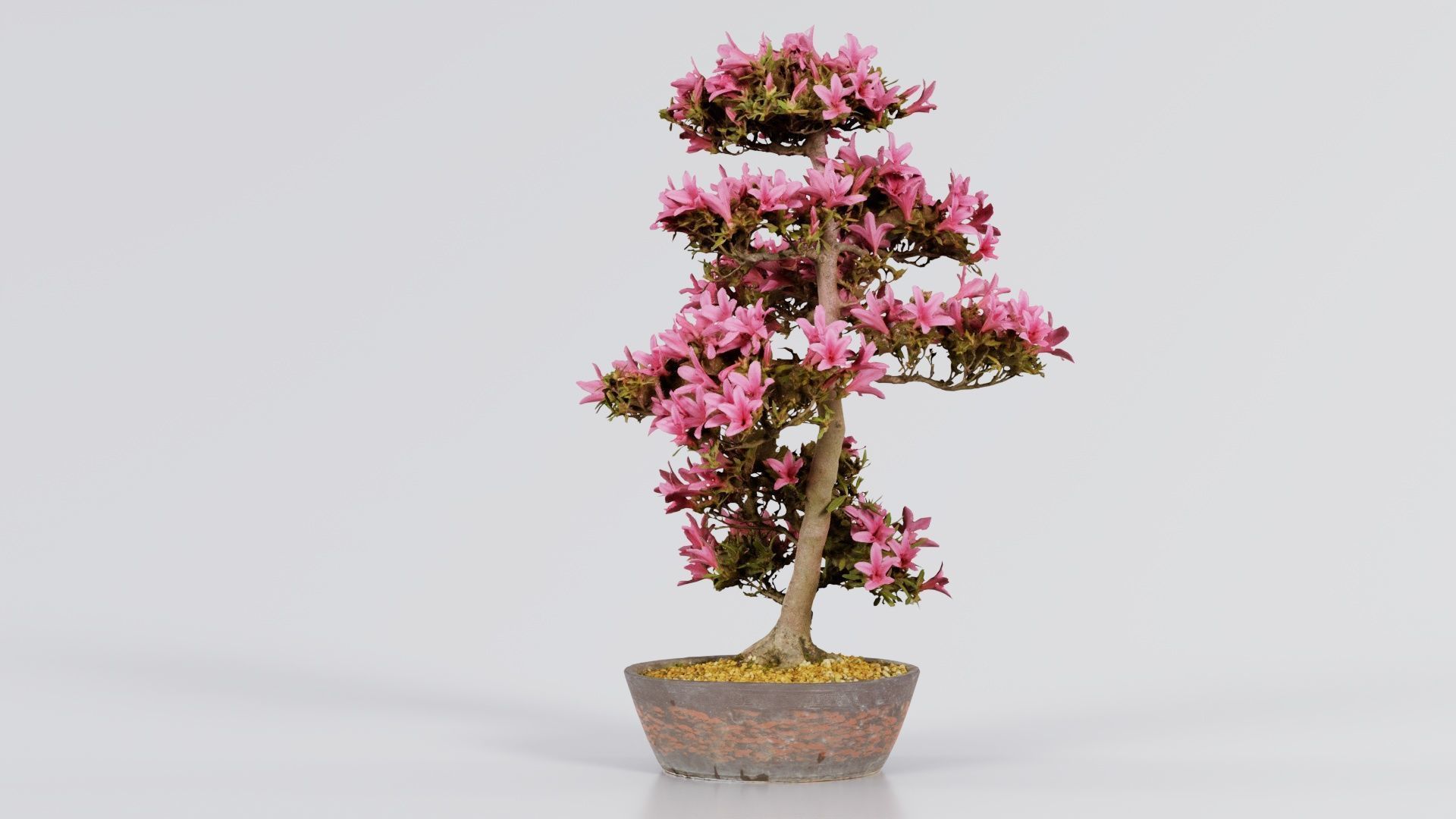 Satsuki Azalea Large Cluster Red Rhododendron Indicum Bonsai ... Low-poly 3D model_4