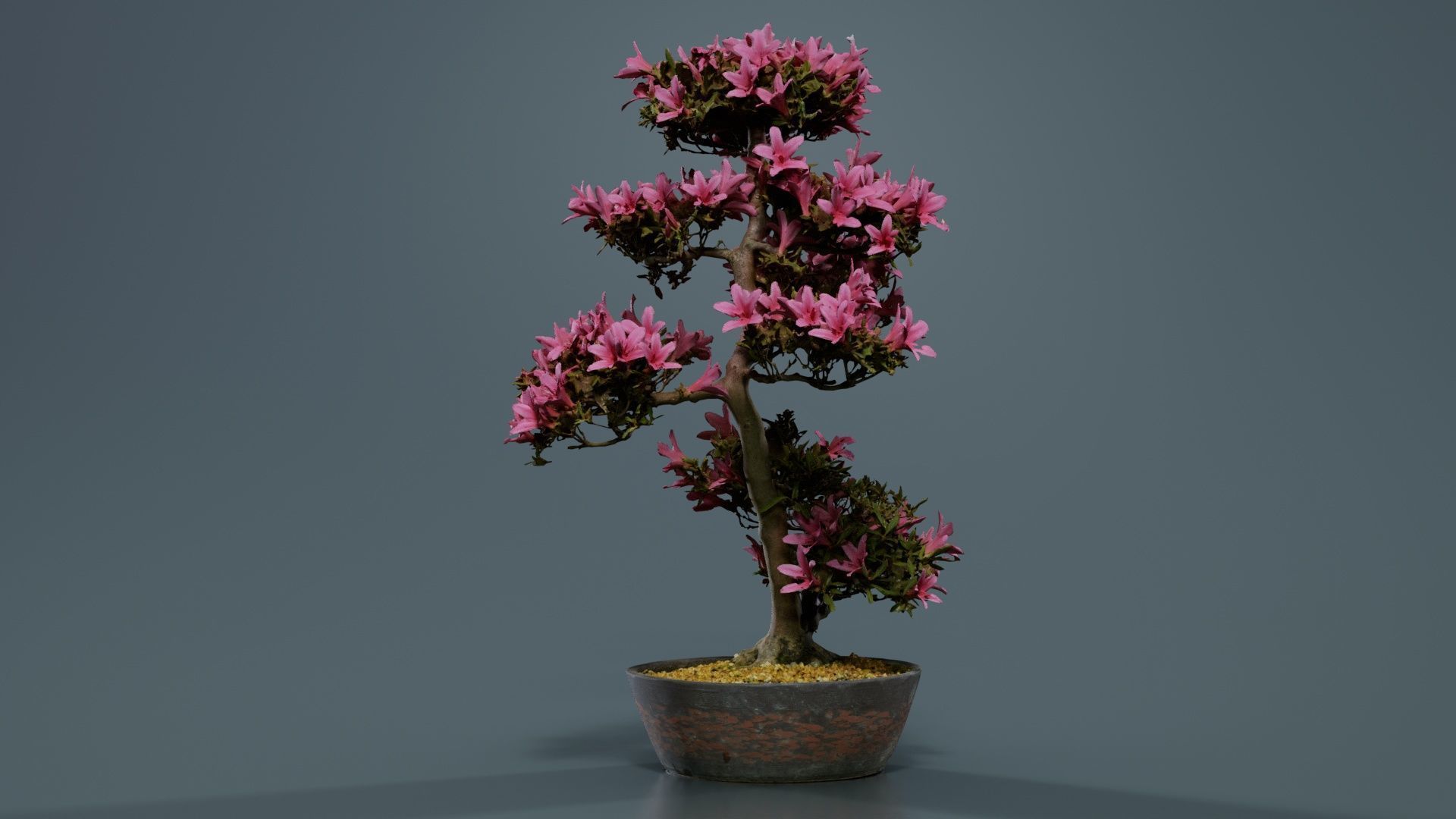 Satsuki Azalea Large Cluster Red Rhododendron Indicum Bonsai ... Low-poly 3D model_7