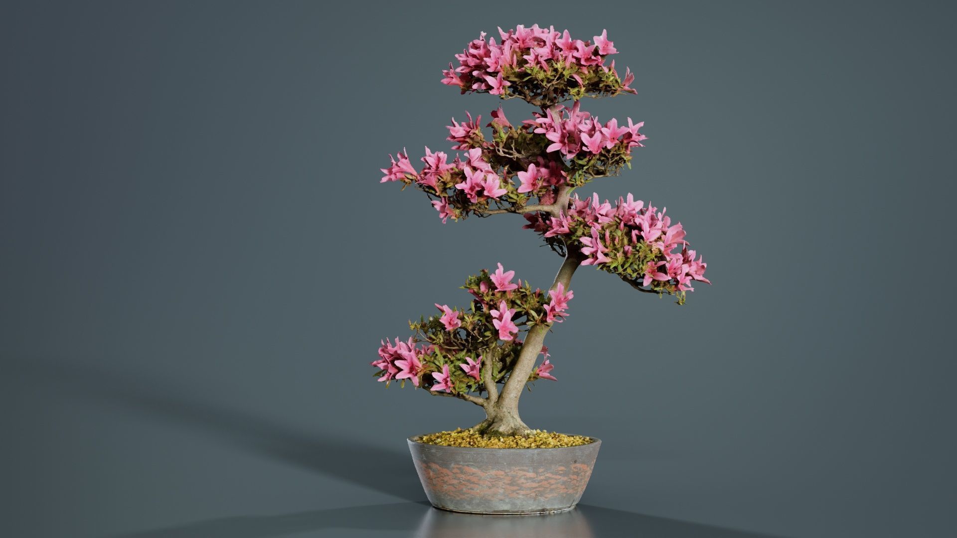 Satsuki Azalea Large Cluster Red Rhododendron Indicum Bonsai ... Low-poly 3D model_5