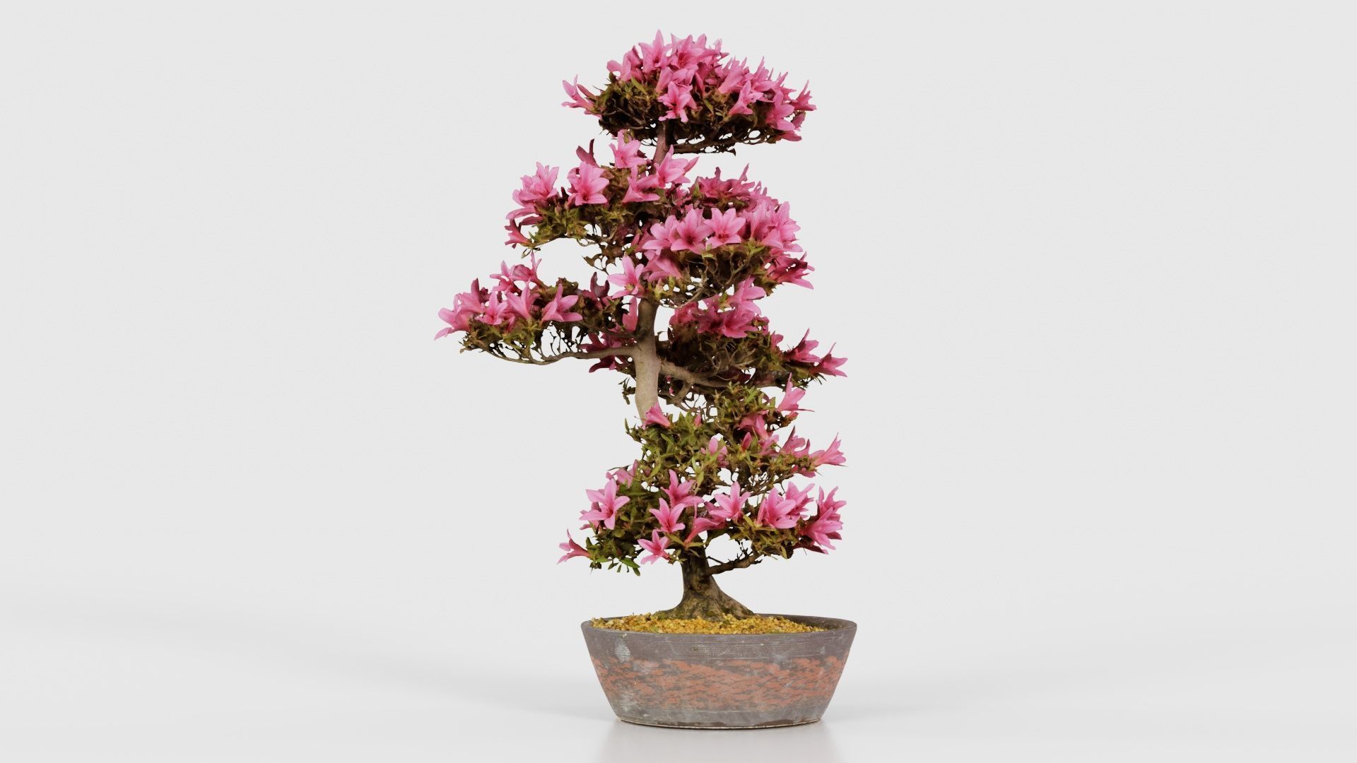 Satsuki Azalea Large Cluster Red Rhododendron Indicum Bonsai ... Low-poly 3D model_26