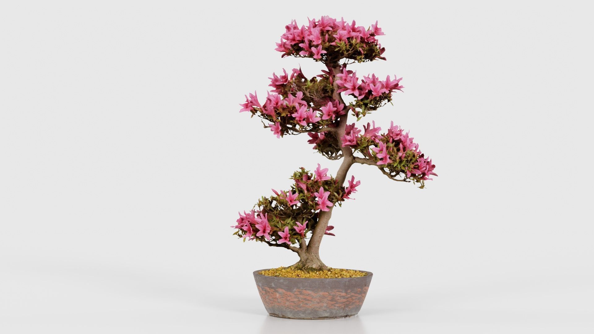 Satsuki Azalea Large Cluster Red Rhododendron Indicum Bonsai ... Low-poly 3D model_23