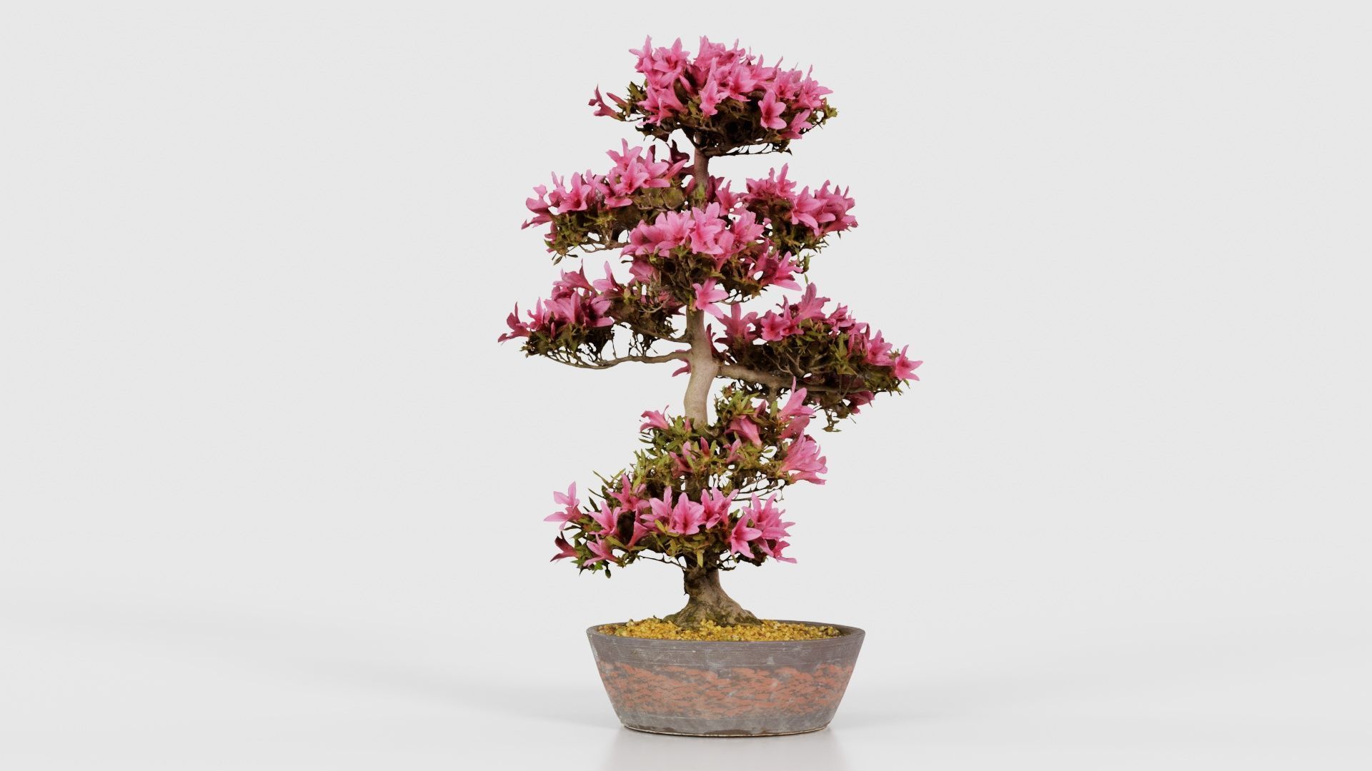 Satsuki Azalea Large Cluster Red Rhododendron Indicum Bonsai ... Low-poly 3D model_25