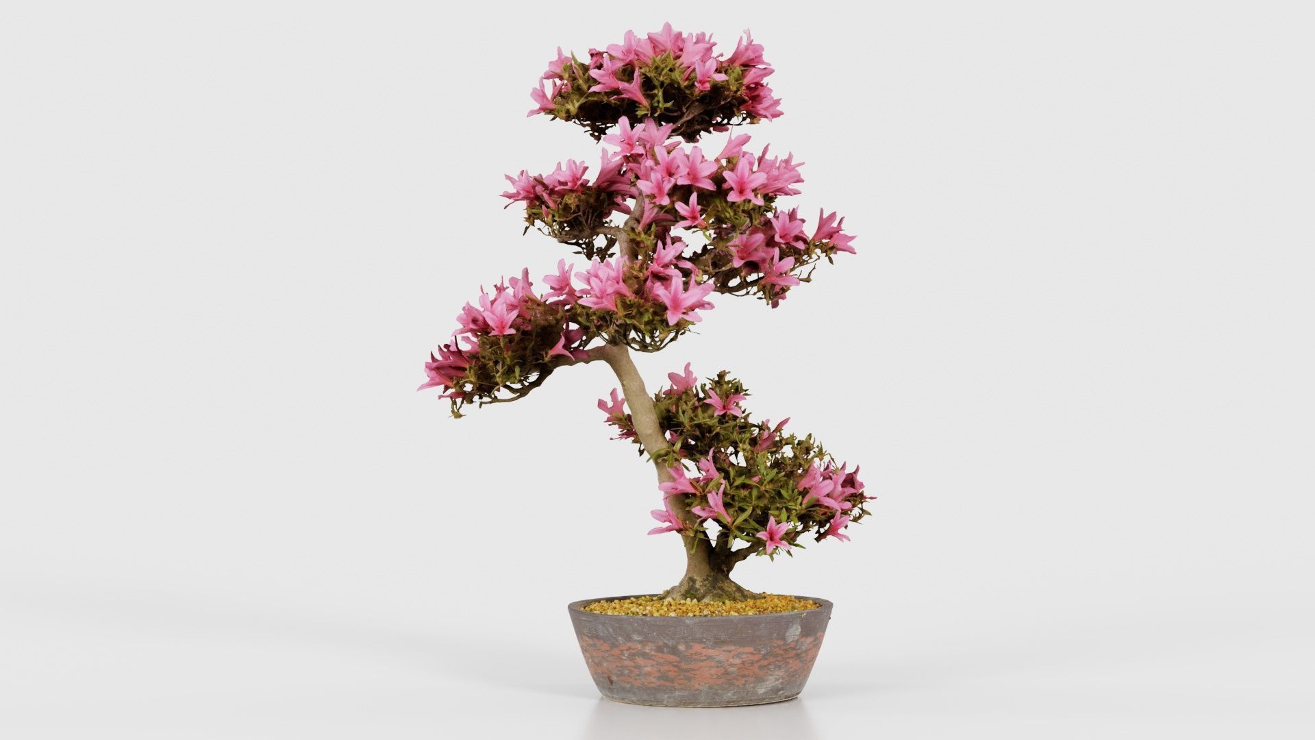 Satsuki Azalea Large Cluster Red Rhododendron Indicum Bonsai ... Low-poly 3D model_17