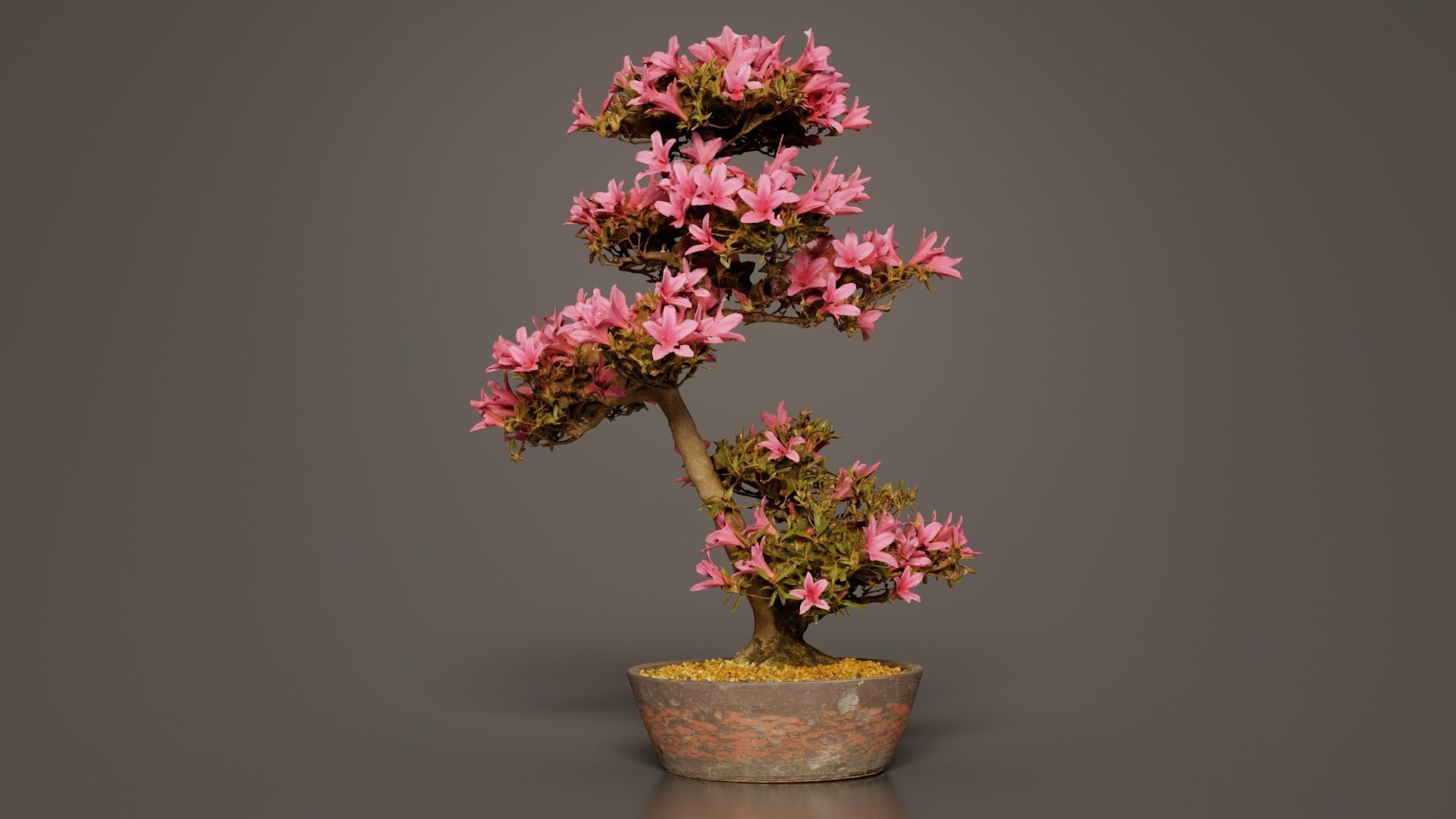 Satsuki Azalea Large Cluster Red Rhododendron Indicum Bonsai ... Low-poly 3D model_1