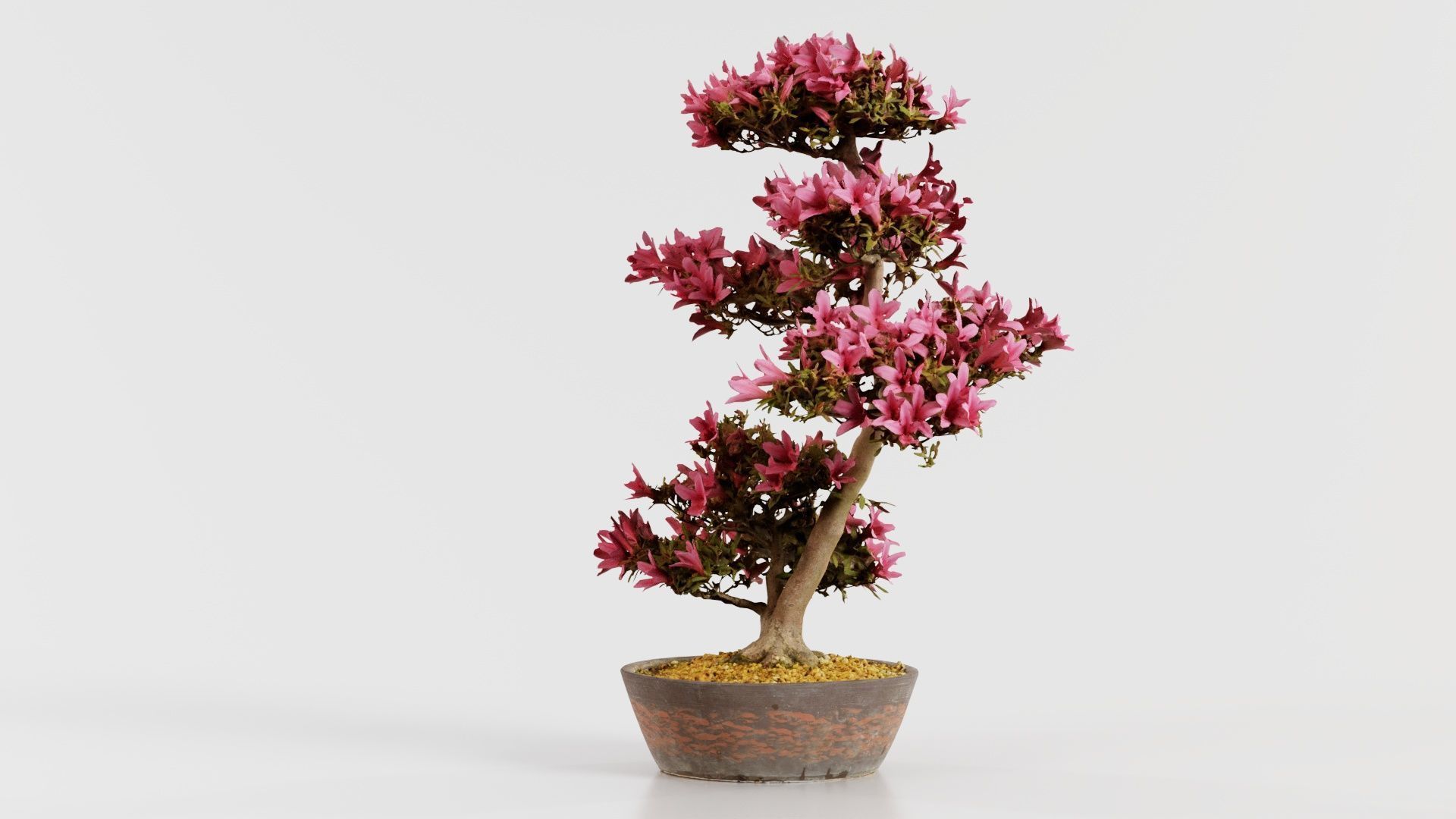 Satsuki Azalea Large Cluster Red Rhododendron Indicum Bonsai ... Low-poly 3D model_2