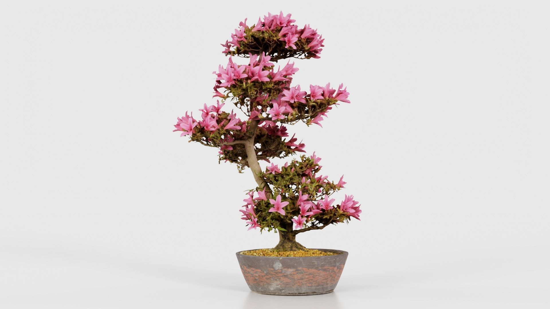 Satsuki Azalea Large Cluster Red Rhododendron Indicum Bonsai ... Low-poly 3D model_15