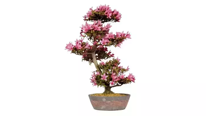 Satsuki Azalea Large Cluster Red Rhododendron Indicum Bonsai ... Low-poly 3D model