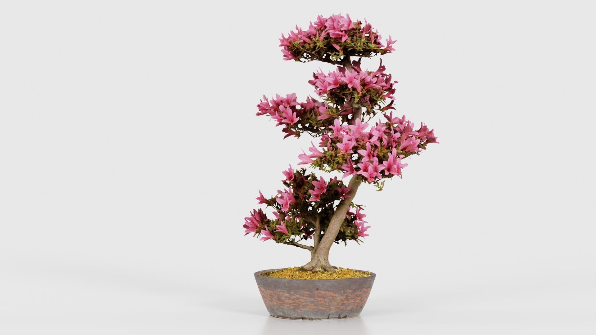 Satsuki Azalea Large Cluster Red Rhododendron Indicum Bonsai ... Low-poly 3D model_21