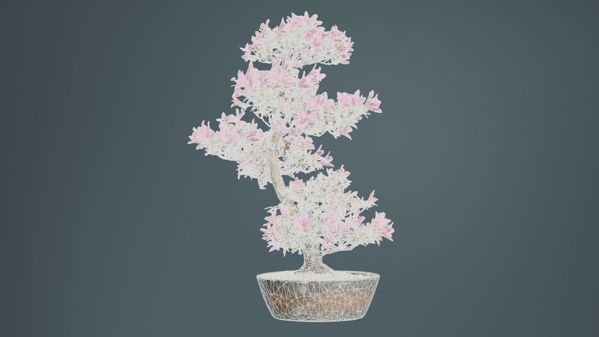 Satsuki Azalea Large Cluster Red Rhododendron Indicum Bonsai ... Low-poly 3D model_9