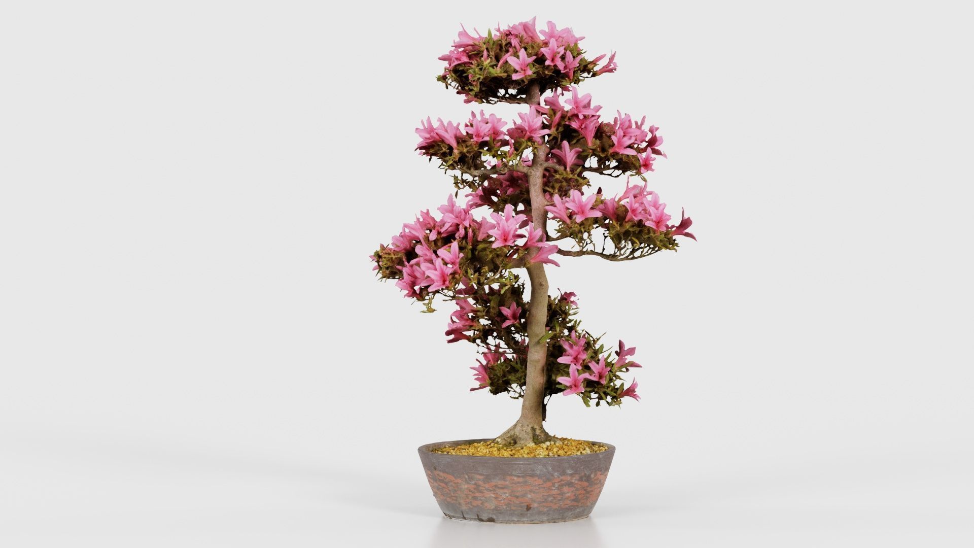 Satsuki Azalea Large Cluster Red Rhododendron Indicum Bonsai ... Low-poly 3D model_19