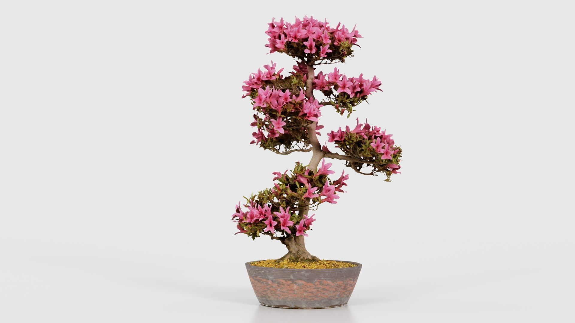 Satsuki Azalea Large Cluster Red Rhododendron Indicum Bonsai ... Low-poly 3D model_24