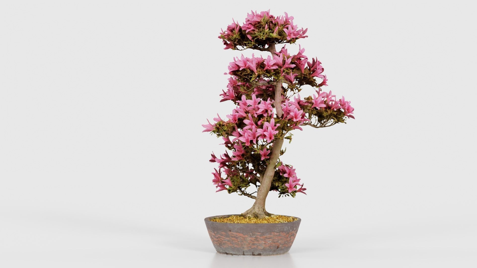 Satsuki Azalea Large Cluster Red Rhododendron Indicum Bonsai ... Low-poly 3D model_20