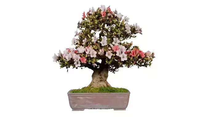 Satsuki Azalea Large Pink Red White Rhododendron Indicum Bons... Low-poly 3D model