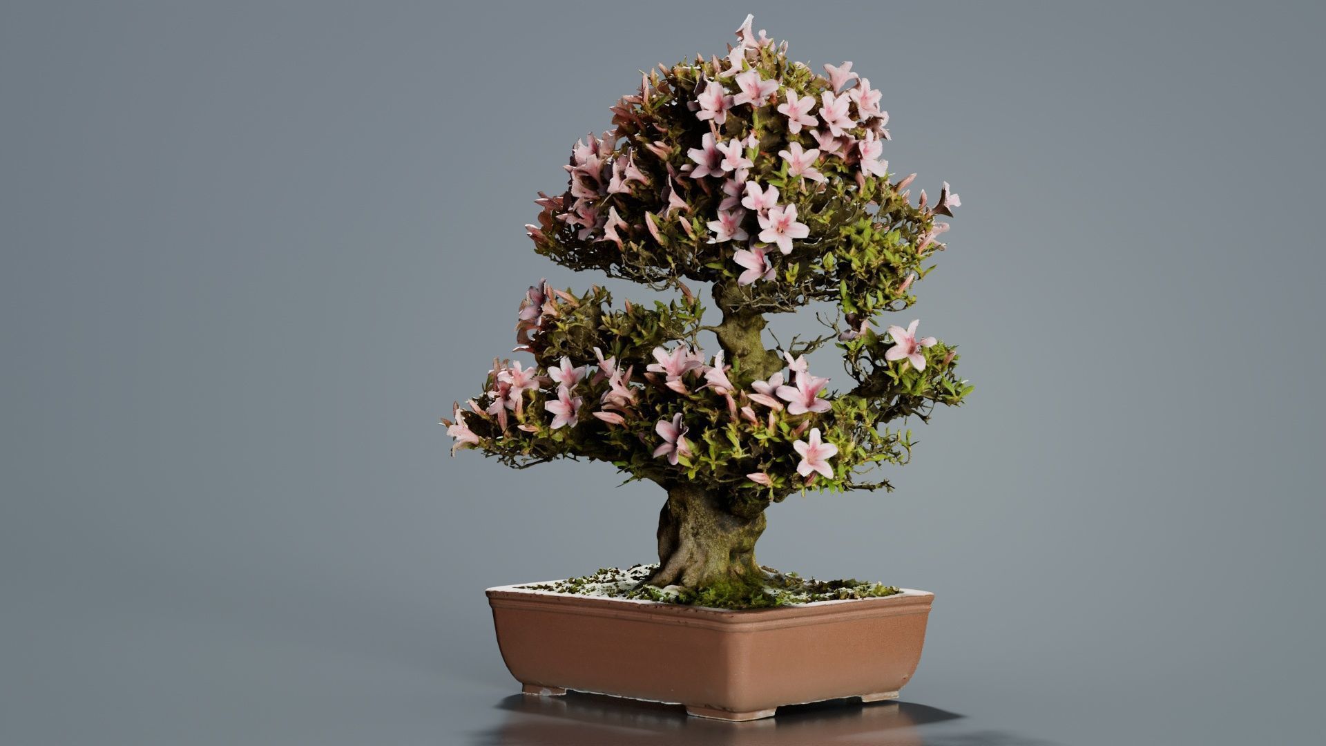 Satsuki Azalea Large Pink Rhododendron Indicum Bonsai Tree Low-poly 3D model_7