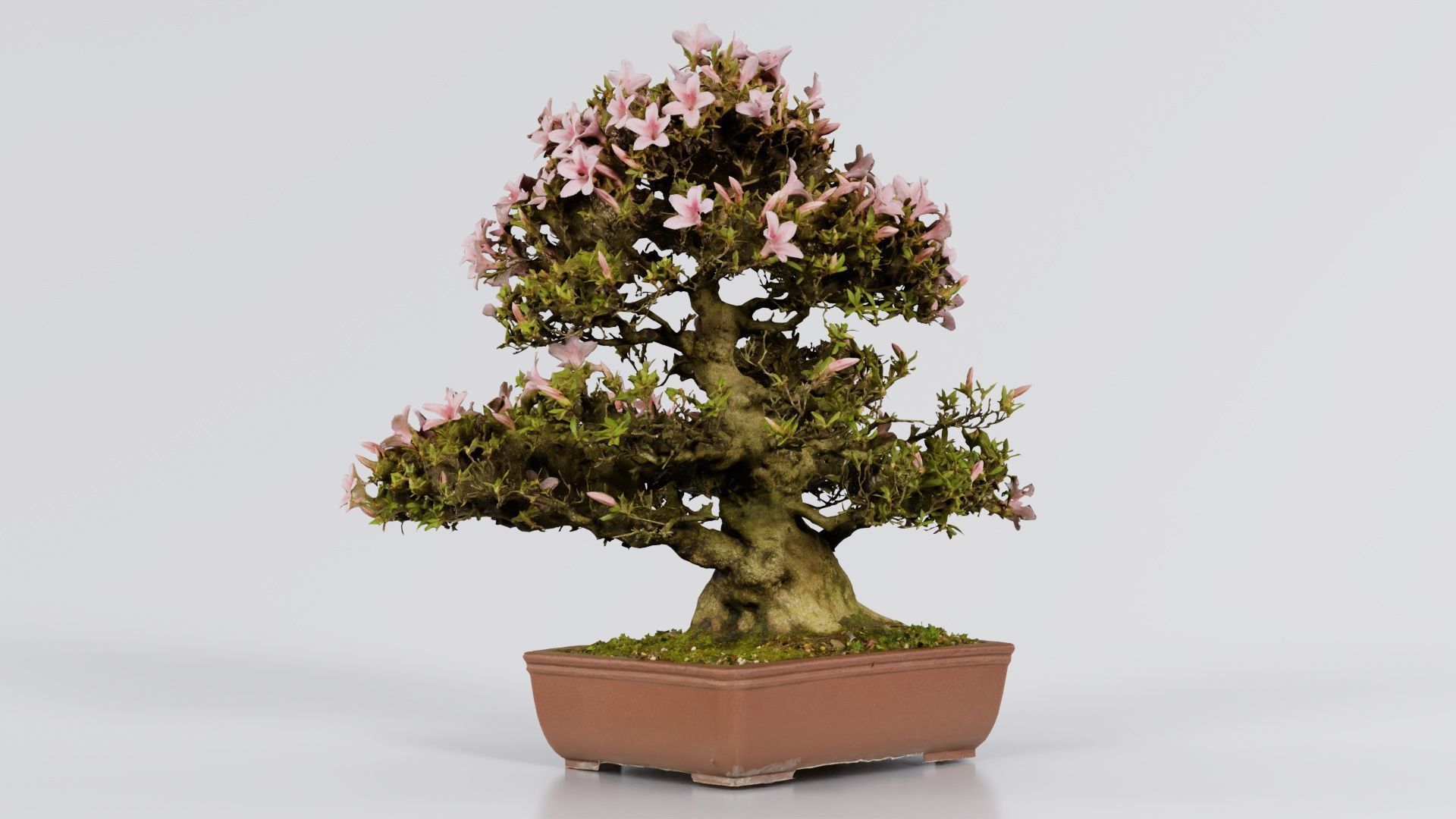 Satsuki Azalea Large Pink Rhododendron Indicum Bonsai Tree Low-poly 3D model_1