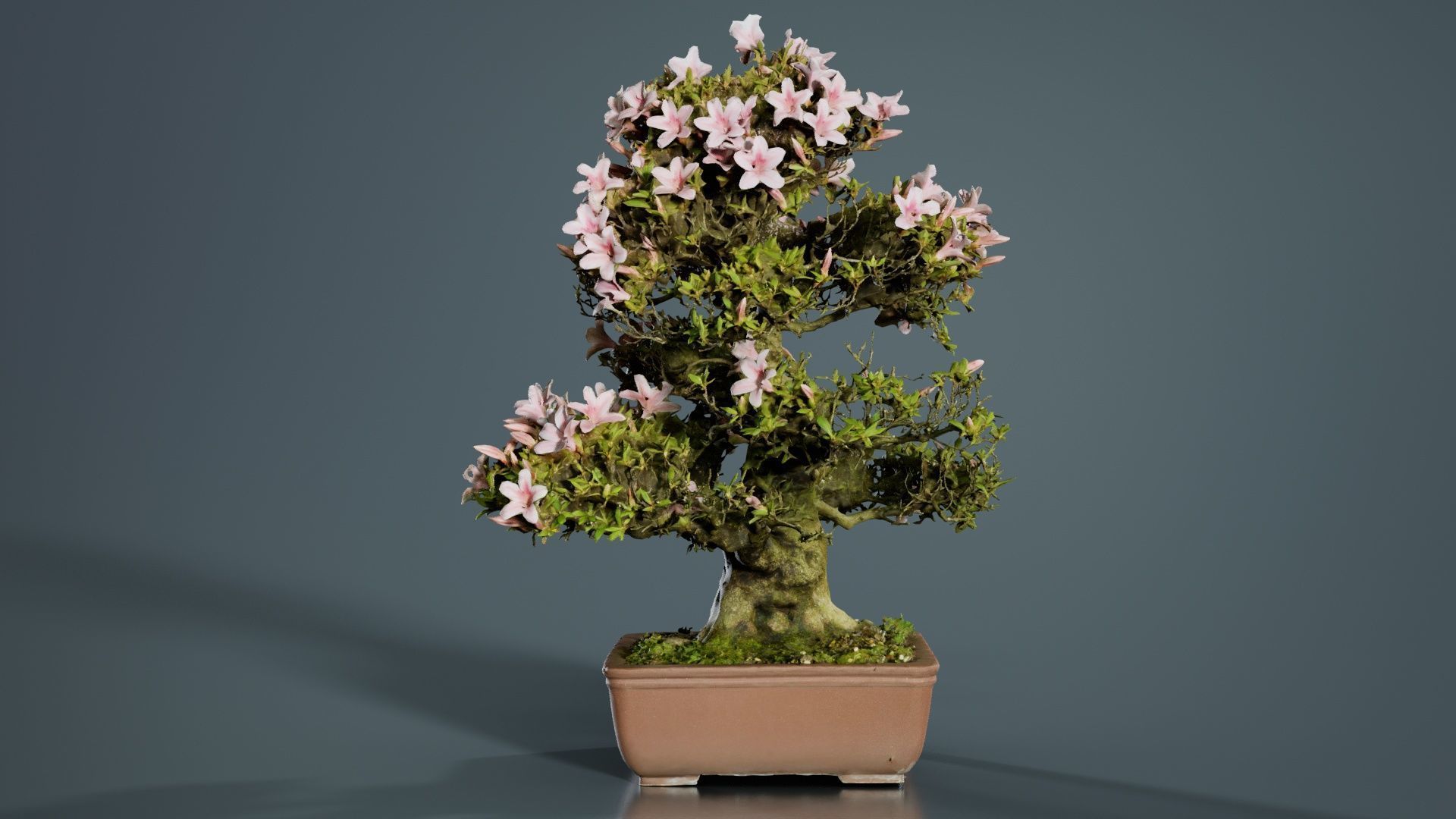 Satsuki Azalea Large Pink Rhododendron Indicum Bonsai Tree Low-poly 3D model_2