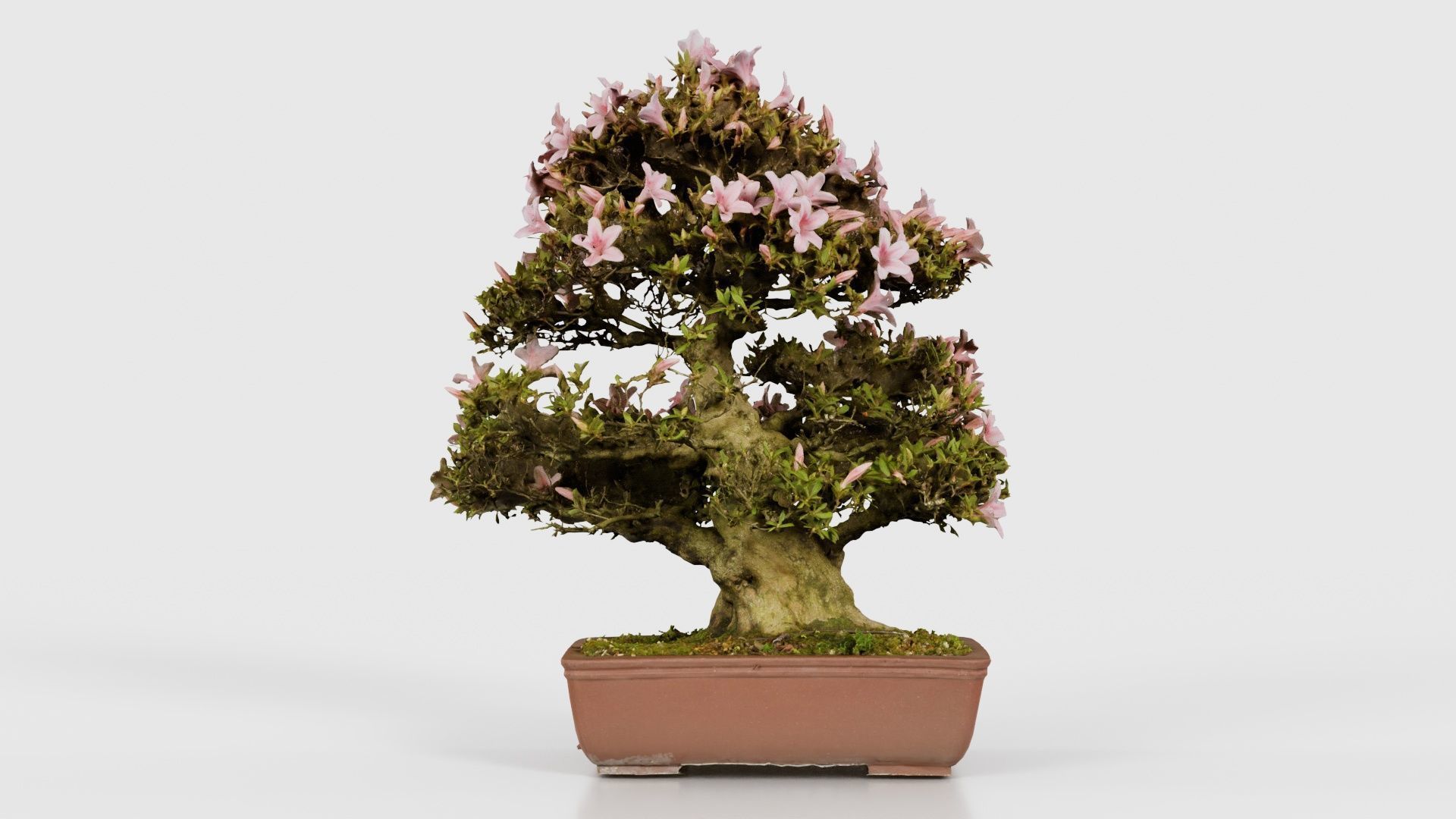 Satsuki Azalea Large Pink Rhododendron Indicum Bonsai Tree Low-poly 3D model_15