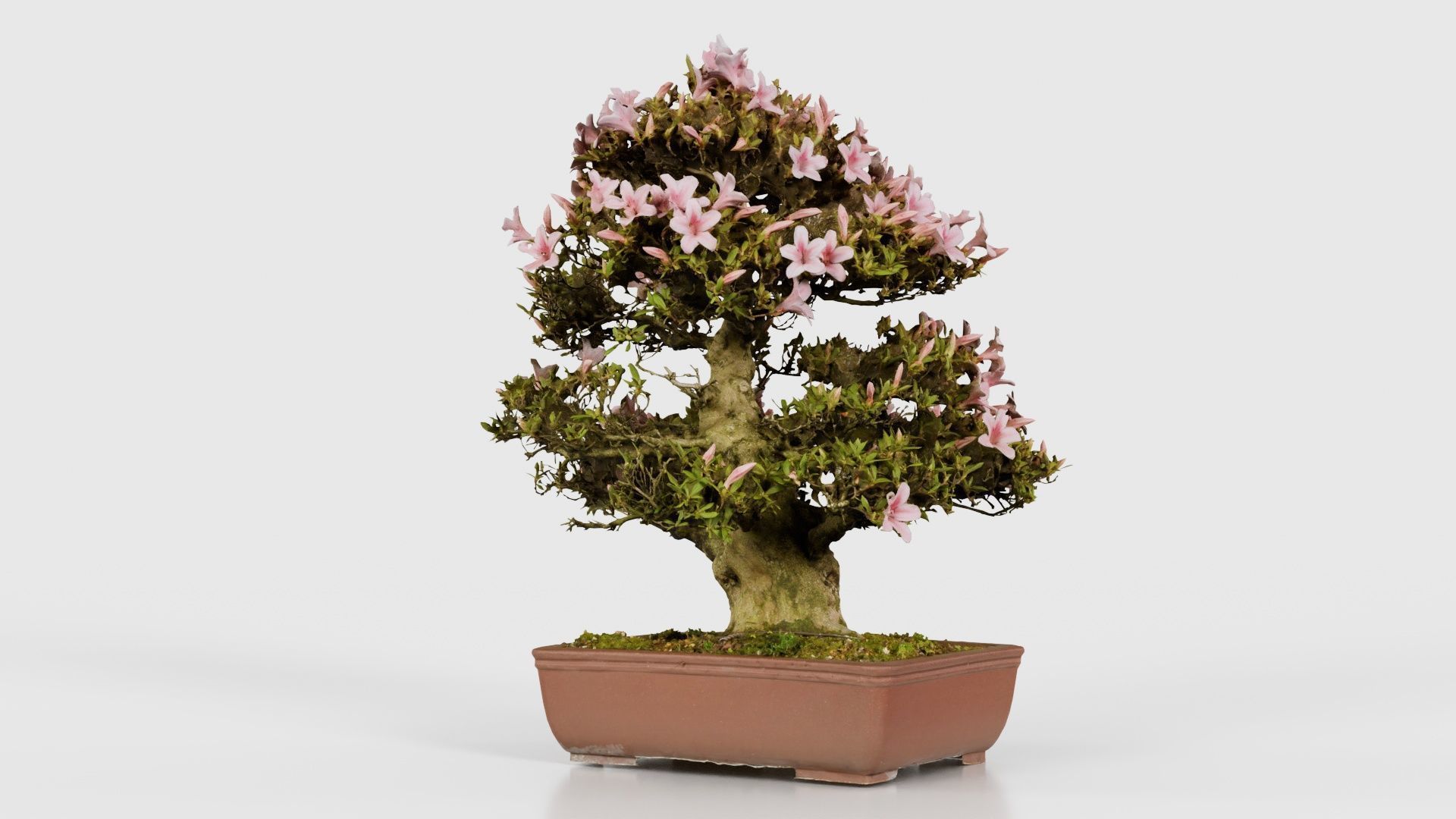 Satsuki Azalea Large Pink Rhododendron Indicum Bonsai Tree Low-poly 3D model_26