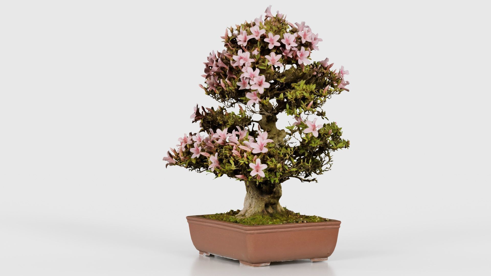 Satsuki Azalea Large Pink Rhododendron Indicum Bonsai Tree Low-poly 3D model_19