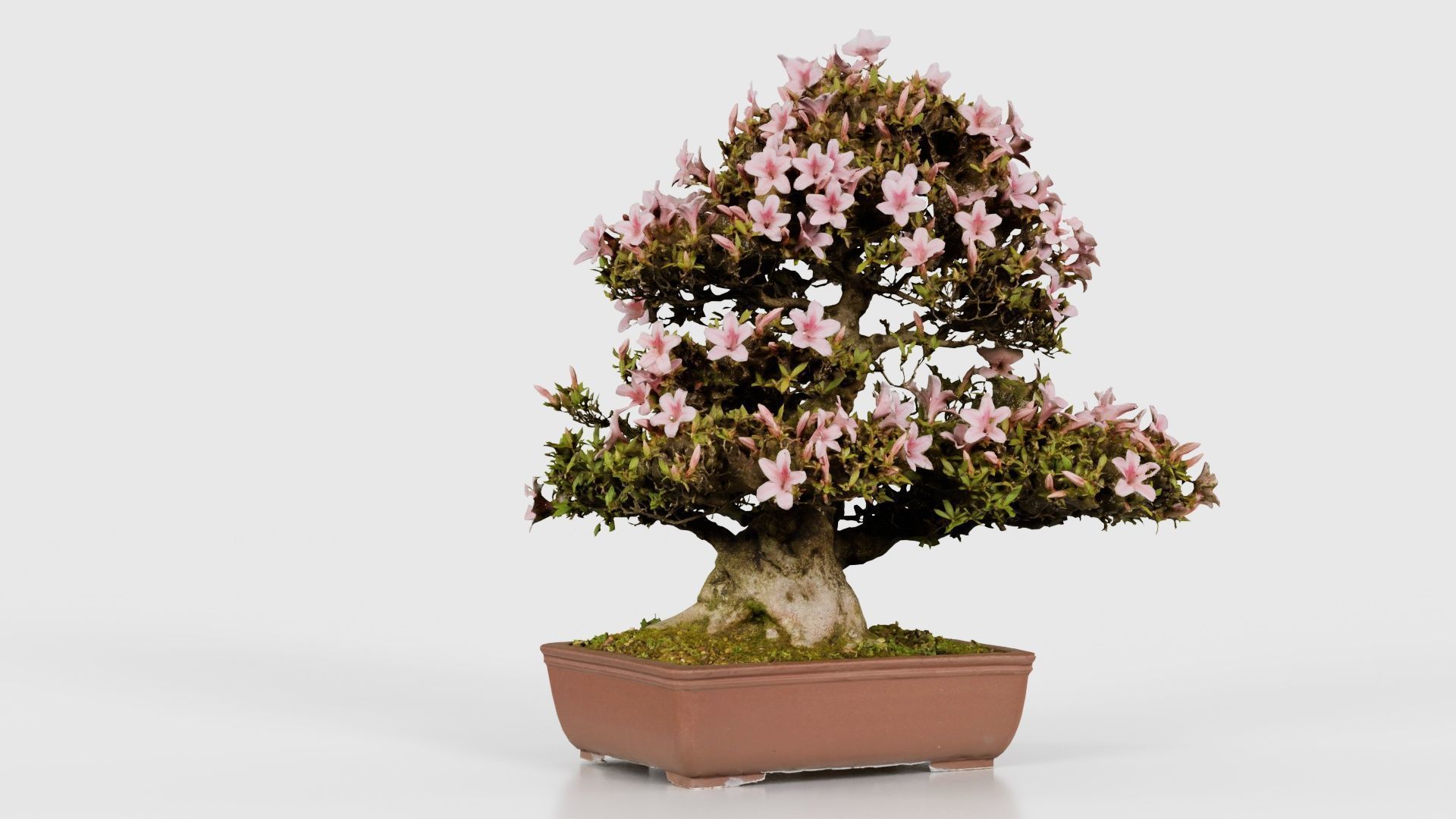 Satsuki Azalea Large Pink Rhododendron Indicum Bonsai Tree Low-poly 3D model_22