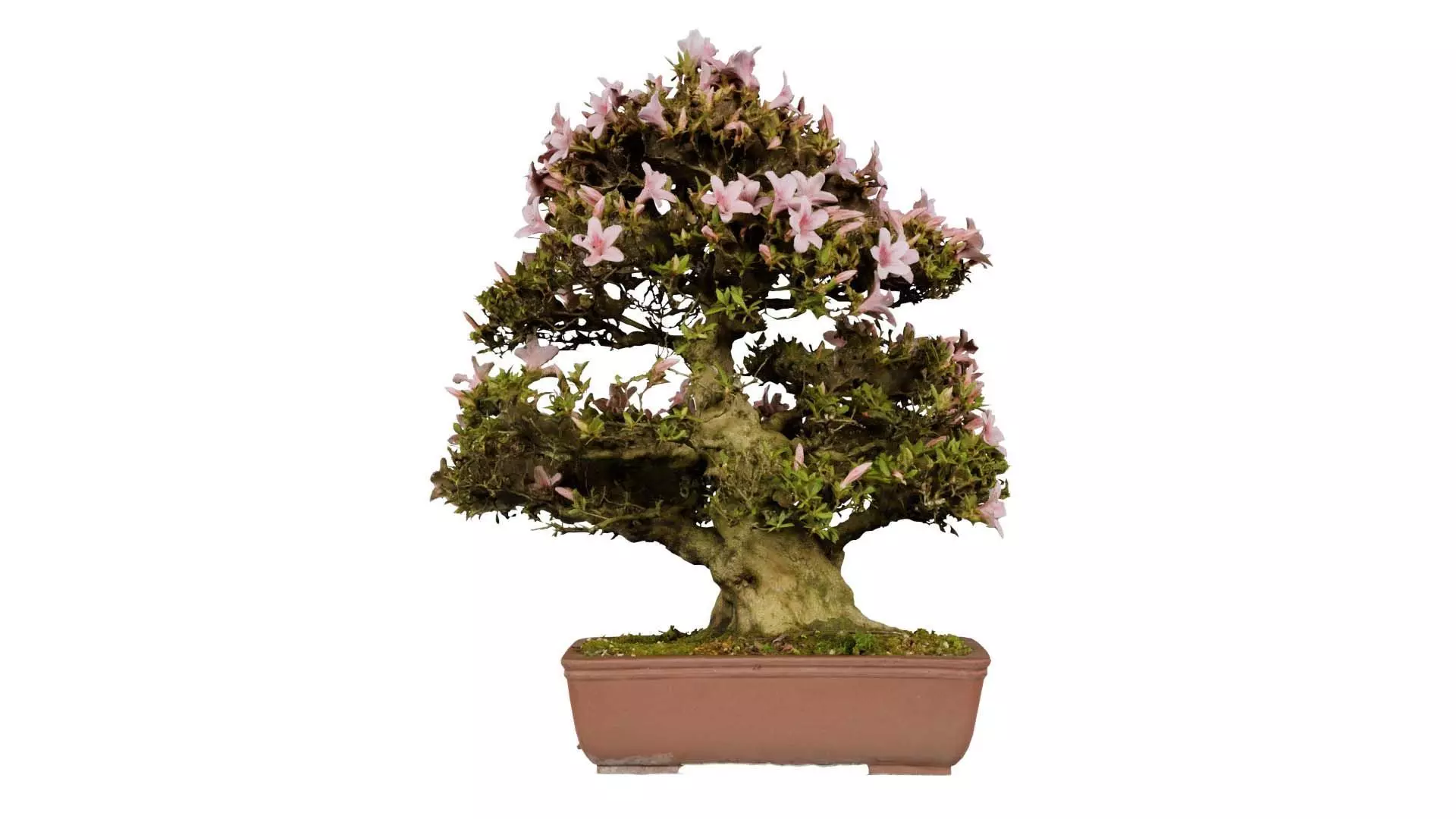 Satsuki Azalea Large Pink Rhododendron Indicum Bonsai Tree Low-poly 3D model_0