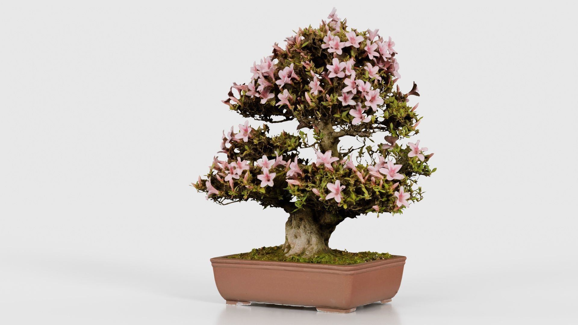 Satsuki Azalea Large Pink Rhododendron Indicum Bonsai Tree Low-poly 3D model_20