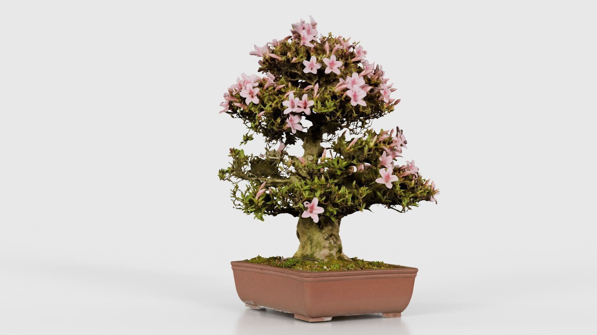 Satsuki Azalea Large Pink Rhododendron Indicum Bonsai Tree Low-poly 3D model_25