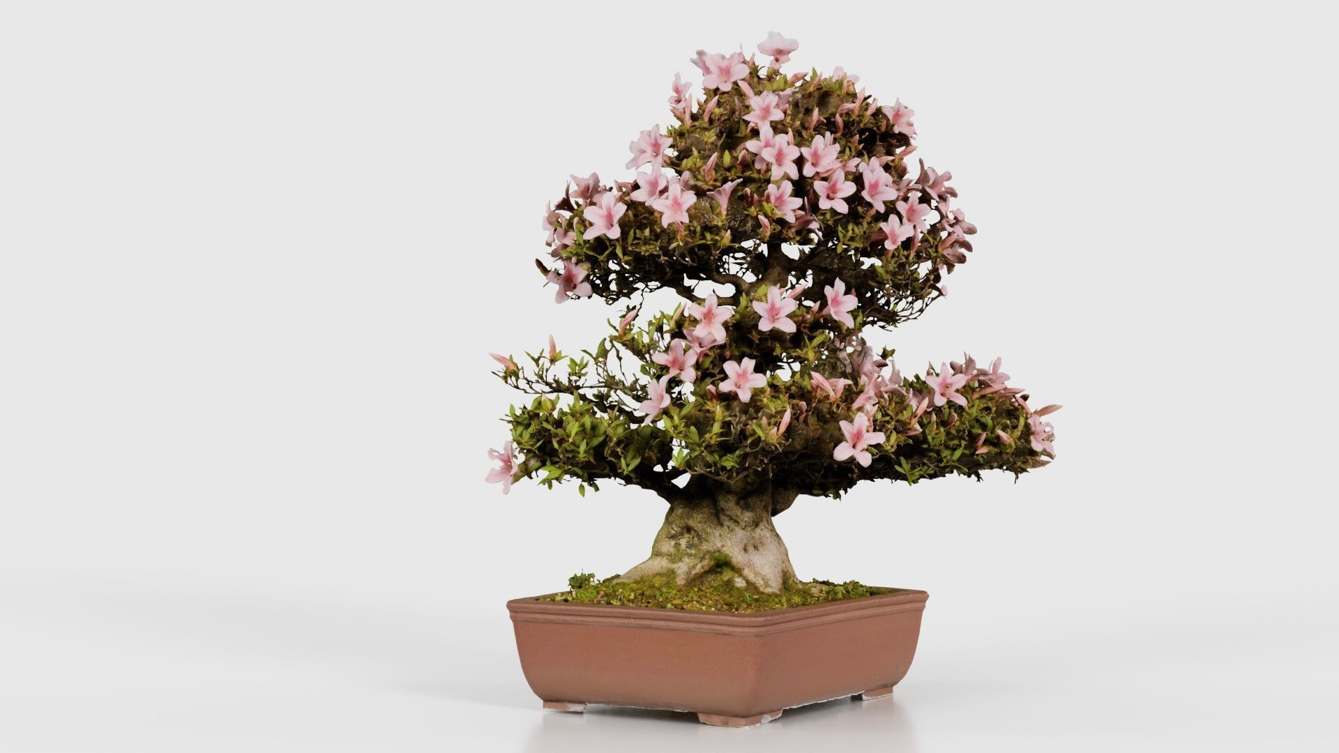 Satsuki Azalea Large Pink Rhododendron Indicum Bonsai Tree Low-poly 3D model_23