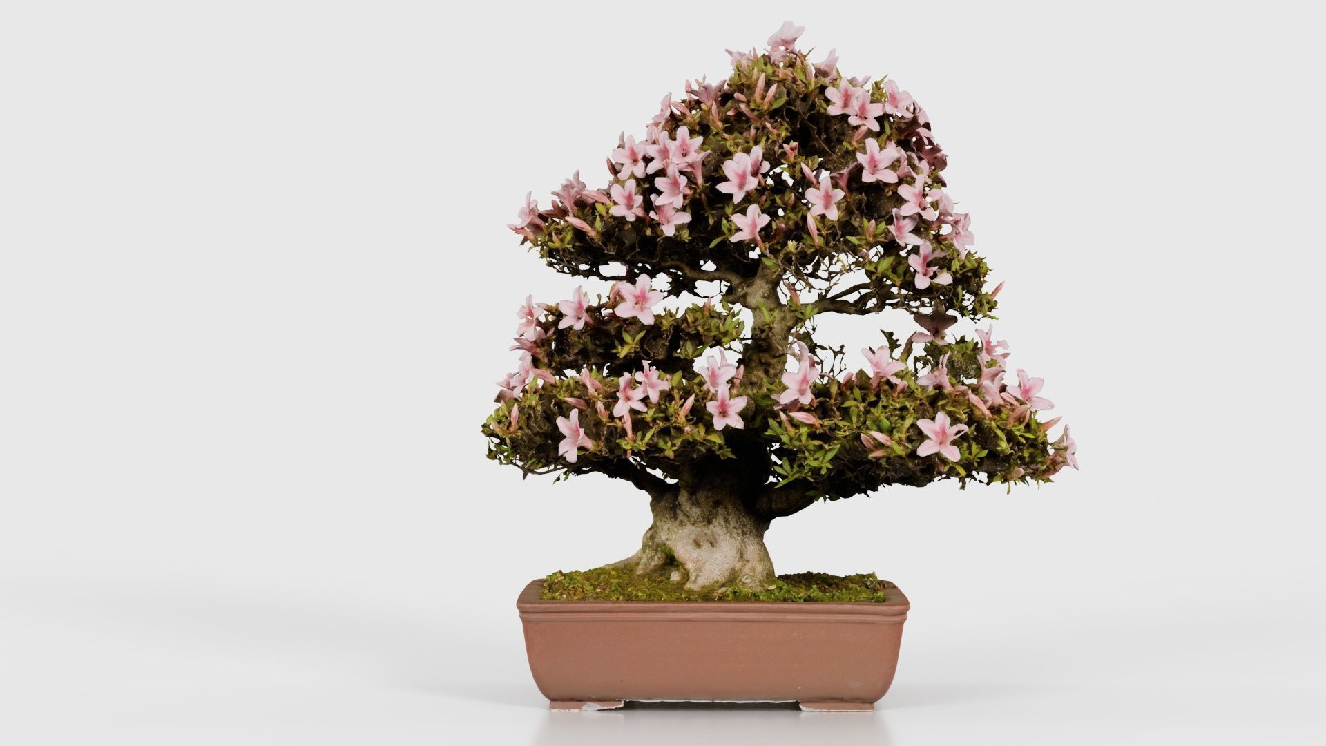 Satsuki Azalea Large Pink Rhododendron Indicum Bonsai Tree Low-poly 3D model_21