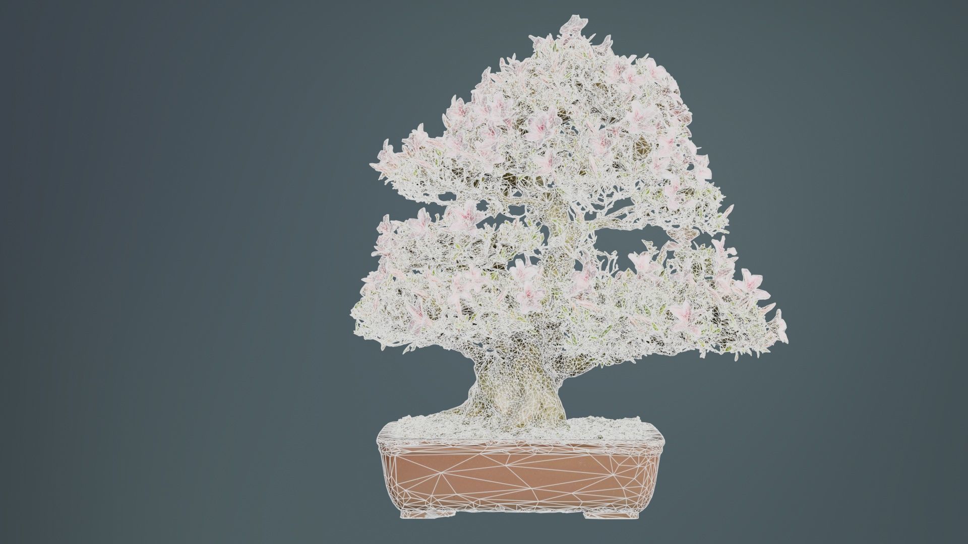 Satsuki Azalea Large Pink Rhododendron Indicum Bonsai Tree Low-poly 3D model_10