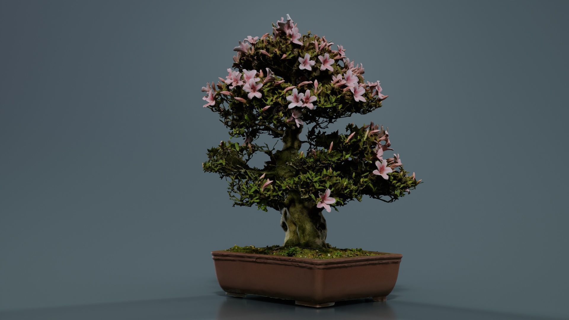 Satsuki Azalea Large Pink Rhododendron Indicum Bonsai Tree Low-poly 3D model_3