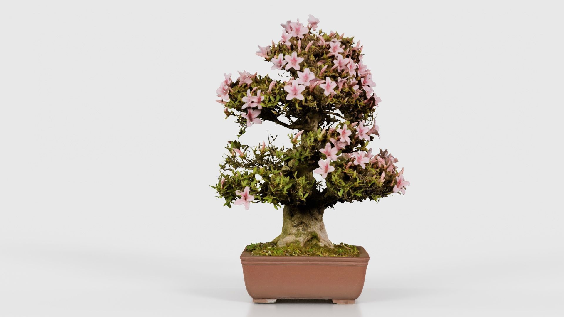 Satsuki Azalea Large Pink Rhododendron Indicum Bonsai Tree Low-poly 3D model_24