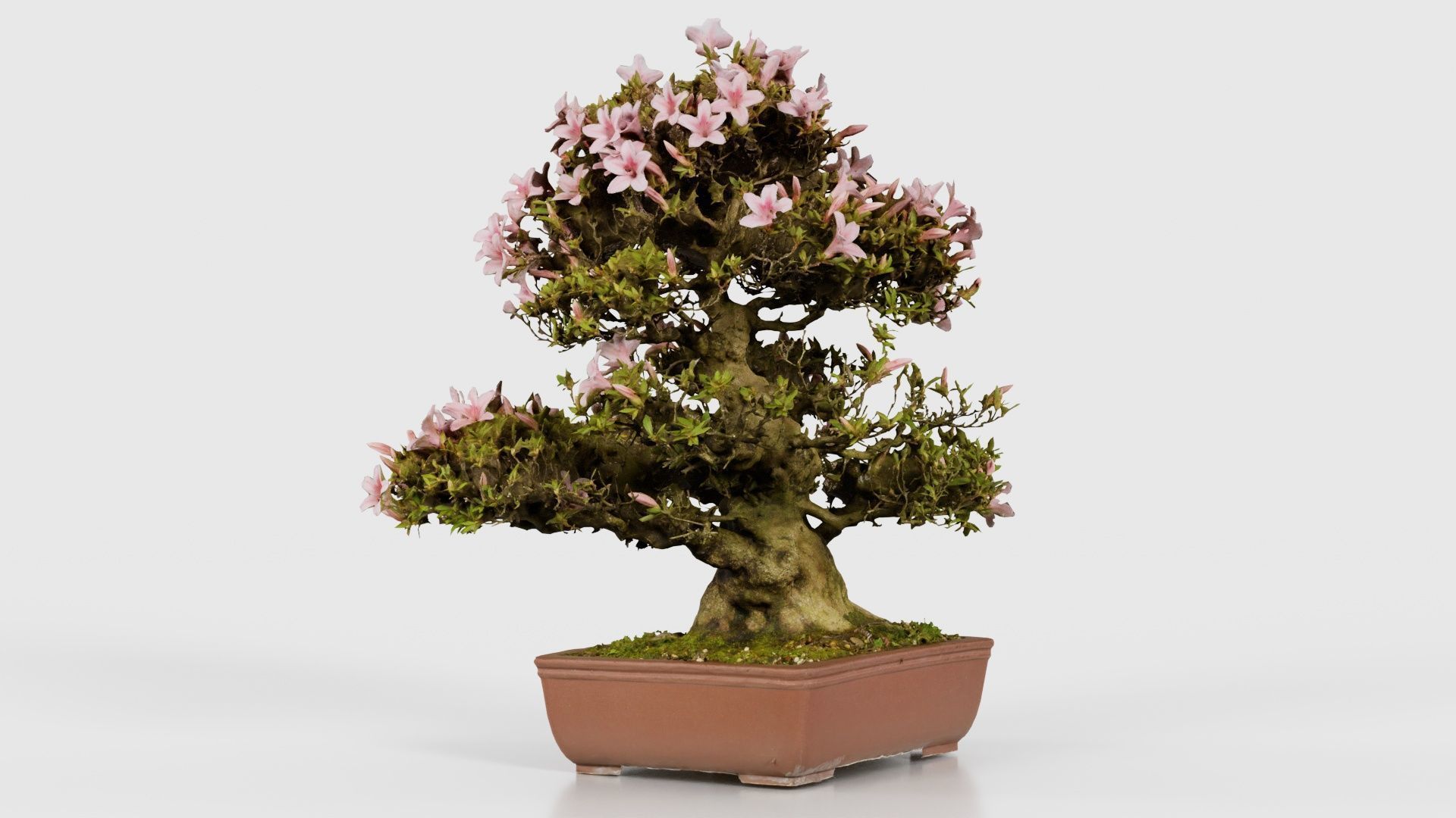 Satsuki Azalea Large Pink Rhododendron Indicum Bonsai Tree Low-poly 3D model_17