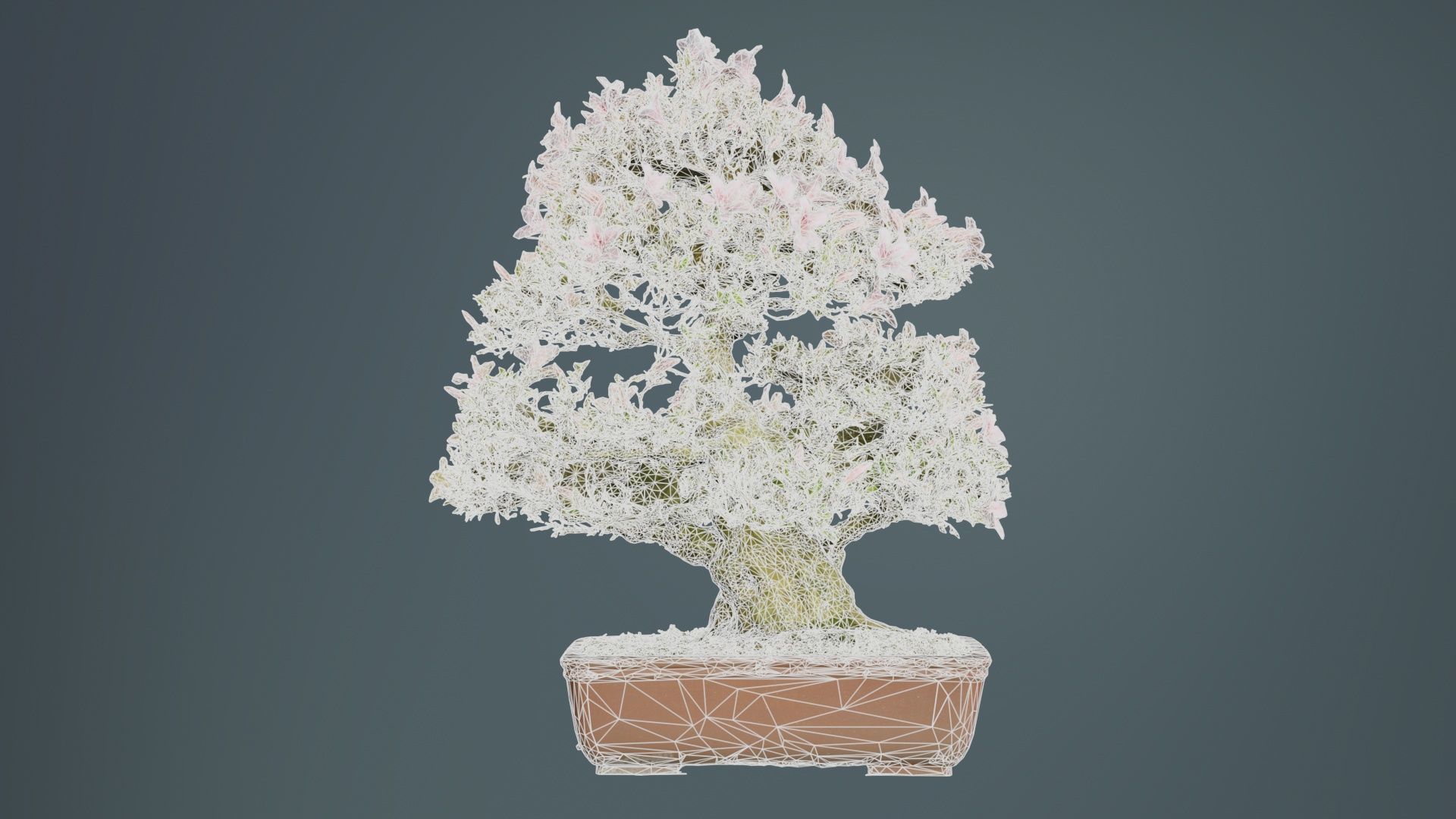 Satsuki Azalea Large Pink Rhododendron Indicum Bonsai Tree Low-poly 3D model_9
