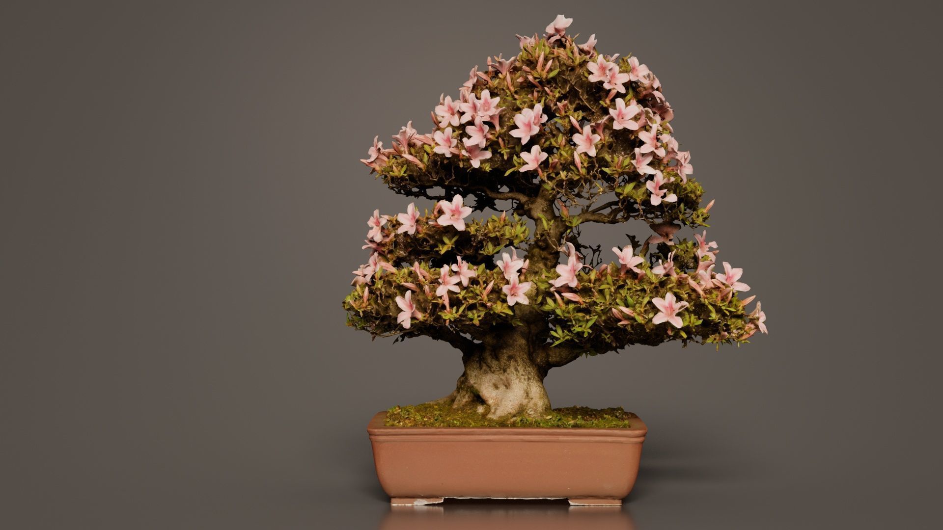 Satsuki Azalea Large Pink Rhododendron Indicum Bonsai Tree Low-poly 3D model_8