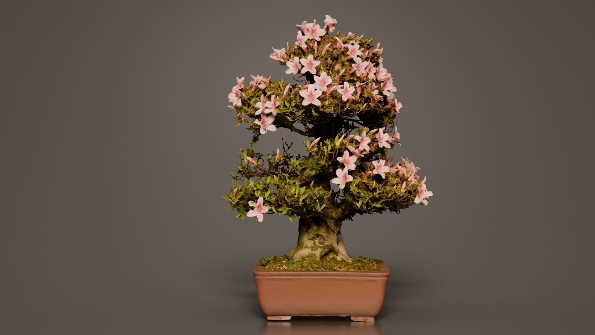 Satsuki Azalea Large Pink Rhododendron Indicum Bonsai Tree Low-poly 3D model_6