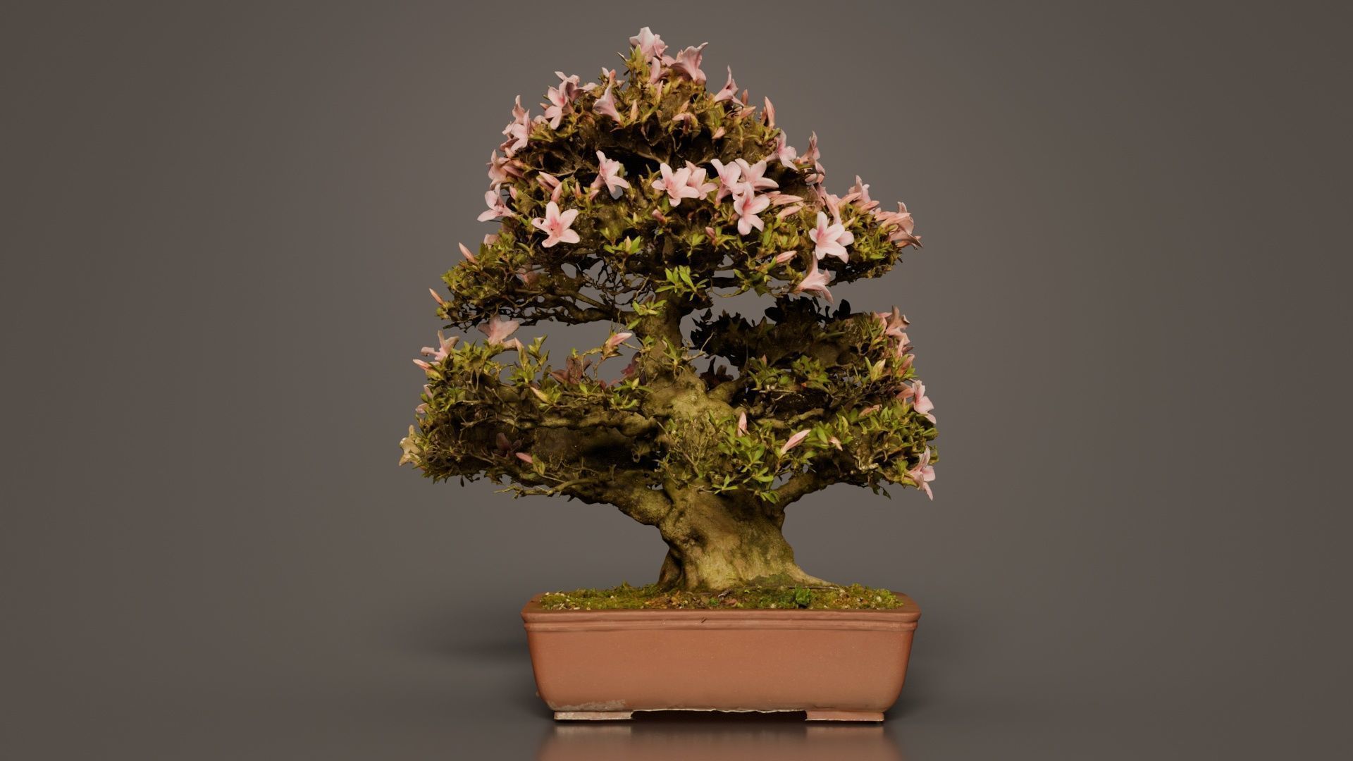 Satsuki Azalea Large Pink Rhododendron Indicum Bonsai Tree Low-poly 3D model_4