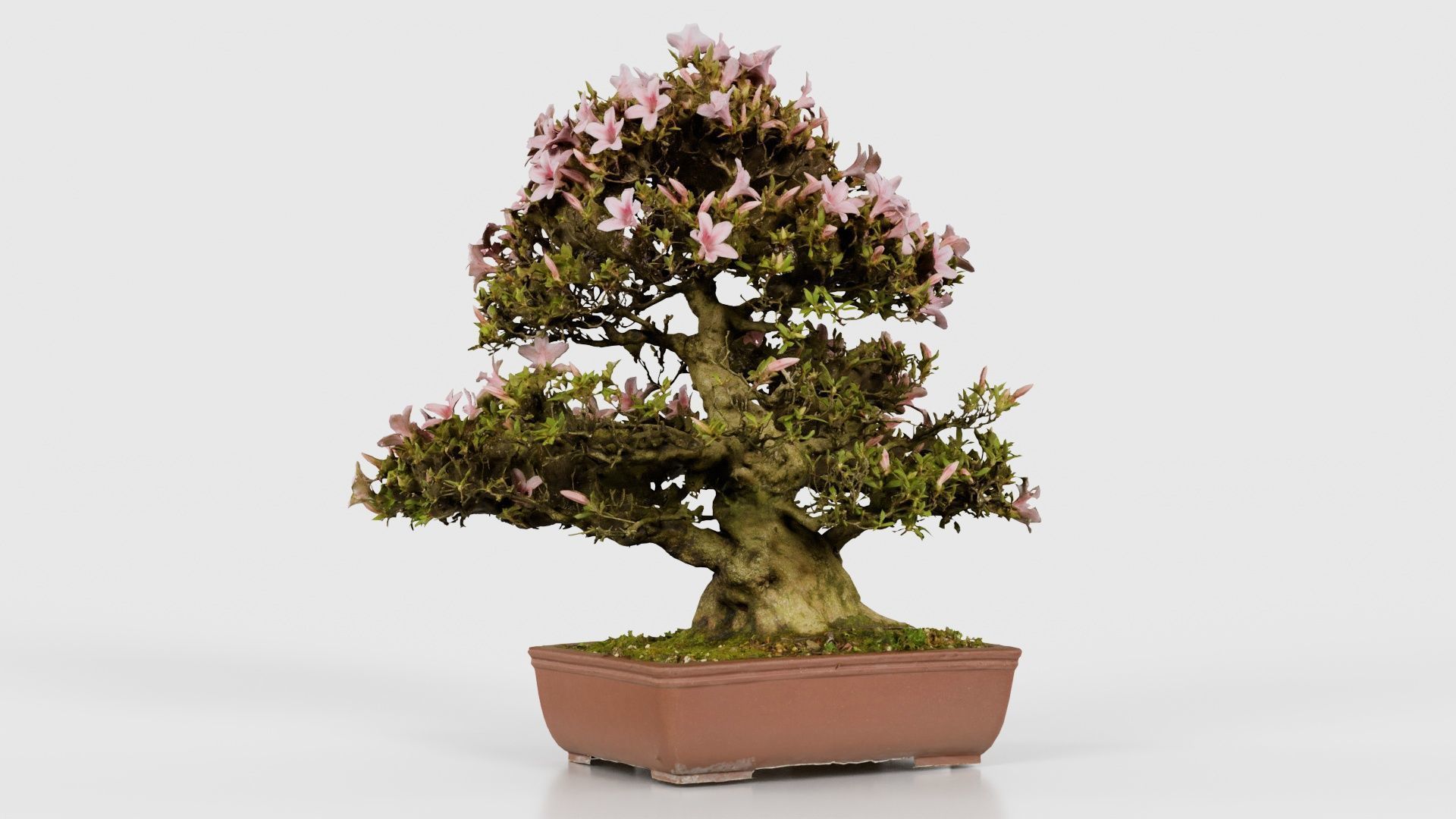 Satsuki Azalea Large Pink Rhododendron Indicum Bonsai Tree Low-poly 3D model_16