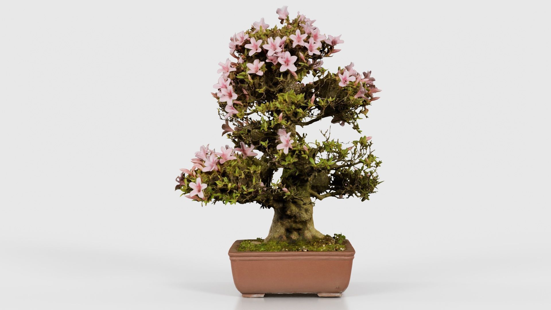 Satsuki Azalea Large Pink Rhododendron Indicum Bonsai Tree Low-poly 3D model_18