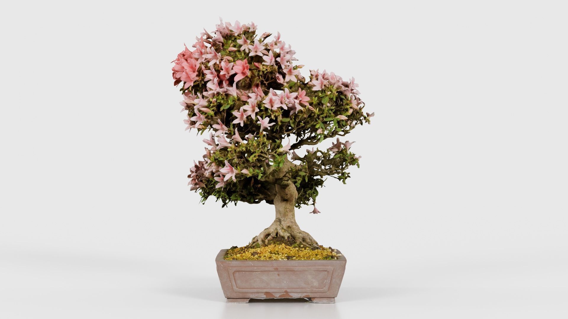 Satsuki Azalea Large Red Pink Rhododendron Indicum Bonsai Tree Low-poly 3D model_24