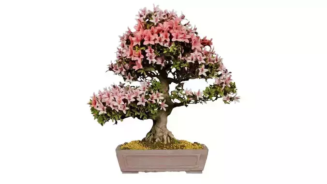 Satsuki Azalea Large Red Pink Rhododendron Indicum Bonsai Tree Low-poly 3D model